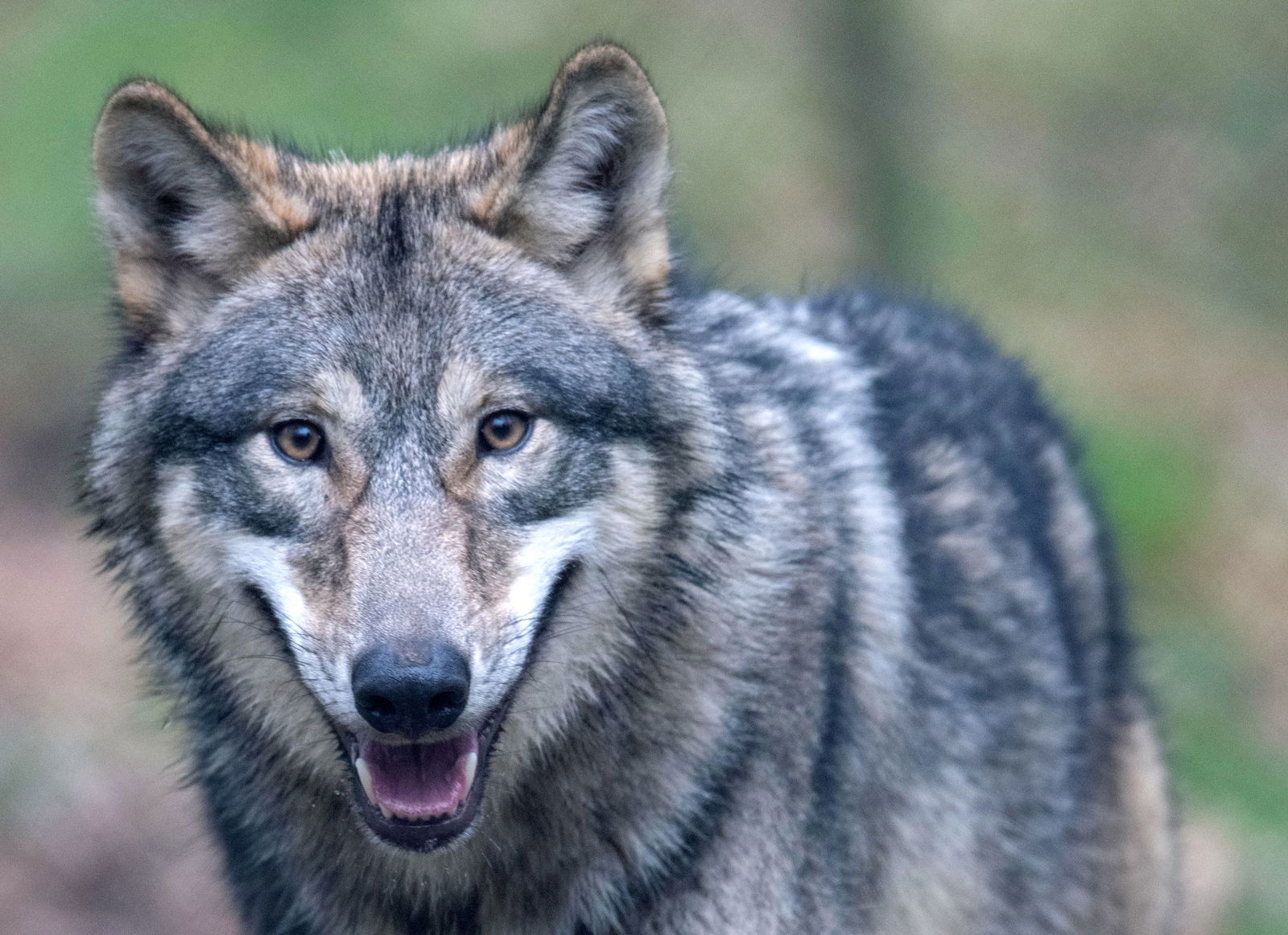 Beim Wolf kann ein Abschuss nach Ansicht der Forscher sogar zur Zunahme von Rissen an Weidetieren führen.(Archiv) 