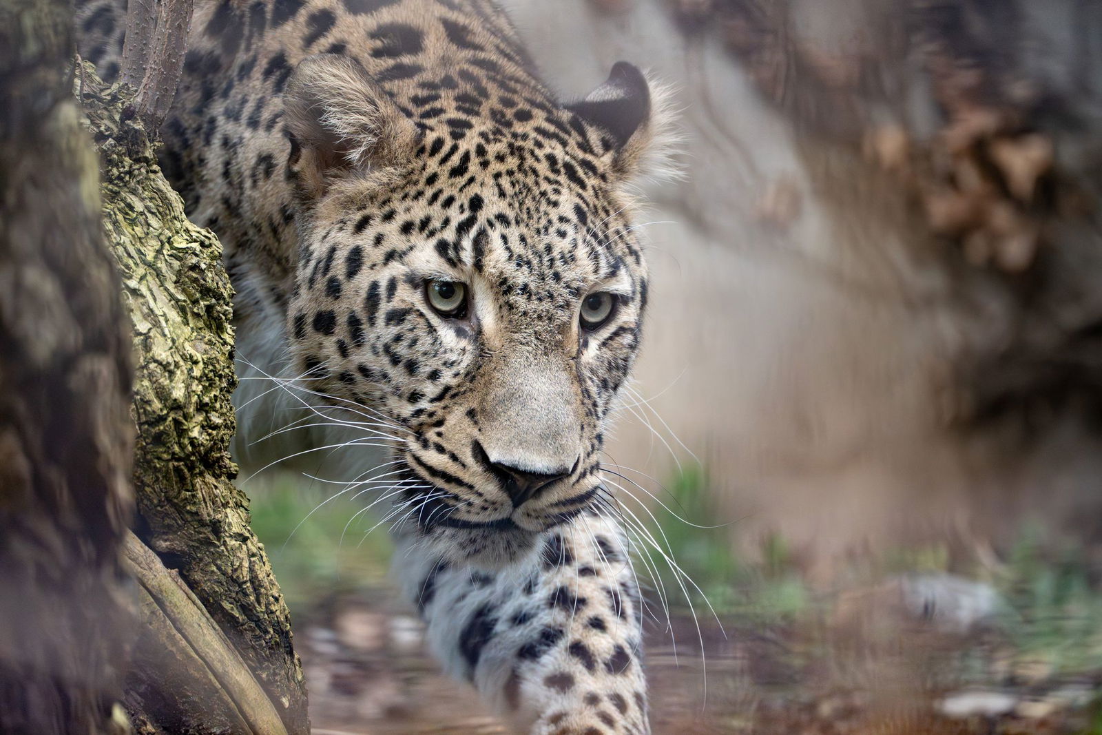 Leopard Khal streift durch sein Gehege im Stuttgarter Zoo Wilhelma.