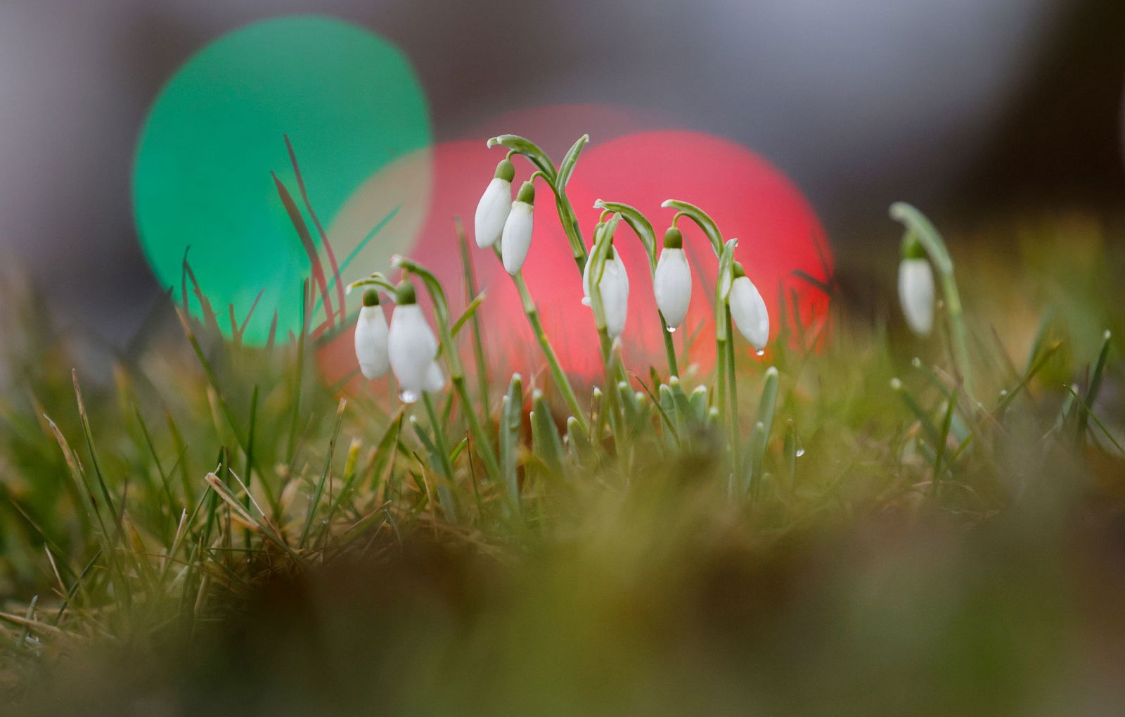 Schneeglöckchen gelten als Symbol für Frühlingserwachen.