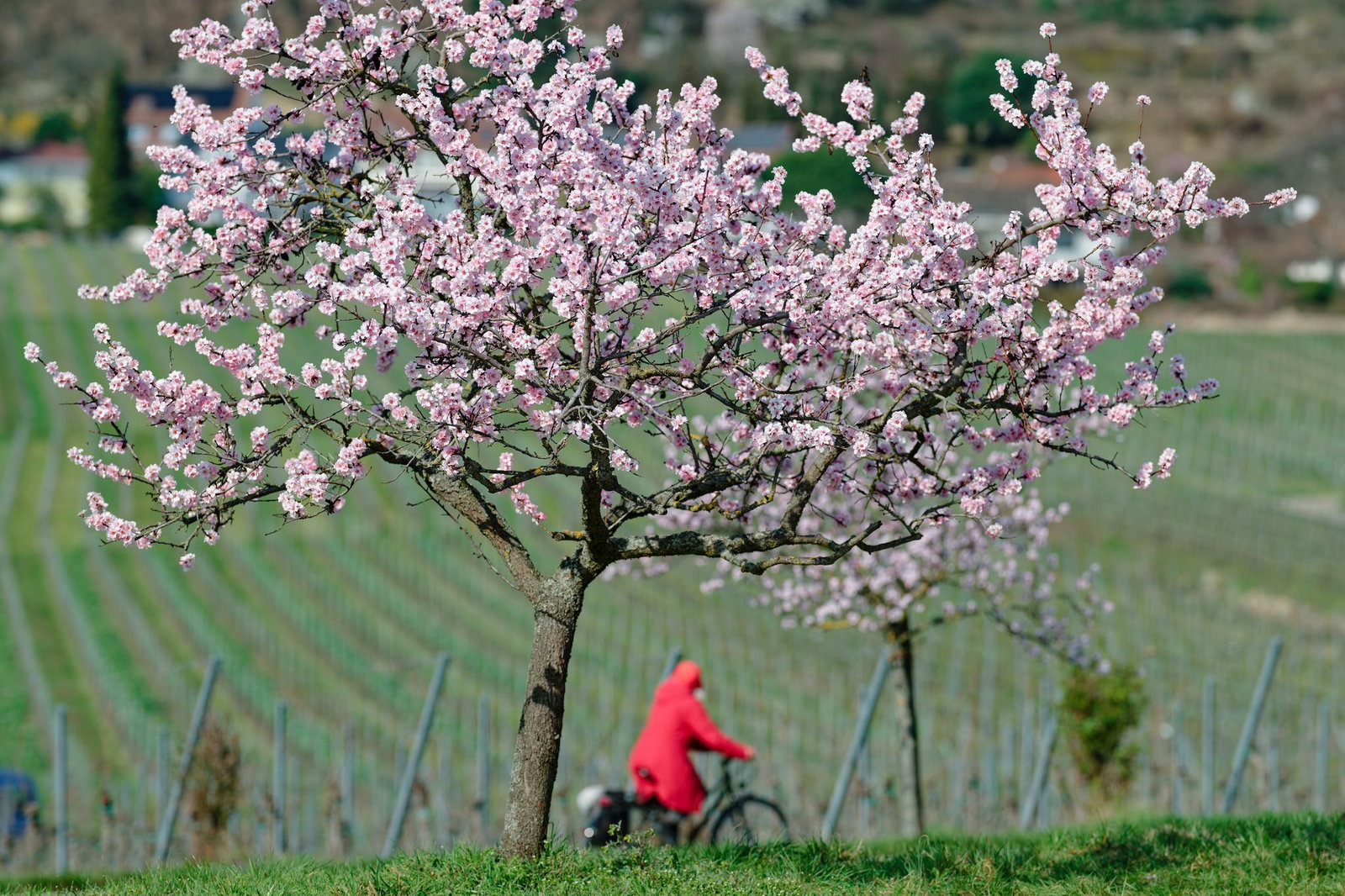 In den kommenden Tagen soll es in Rheinland-Pfalz und dem Saarland zeitweise regnen. (Symbolbild)