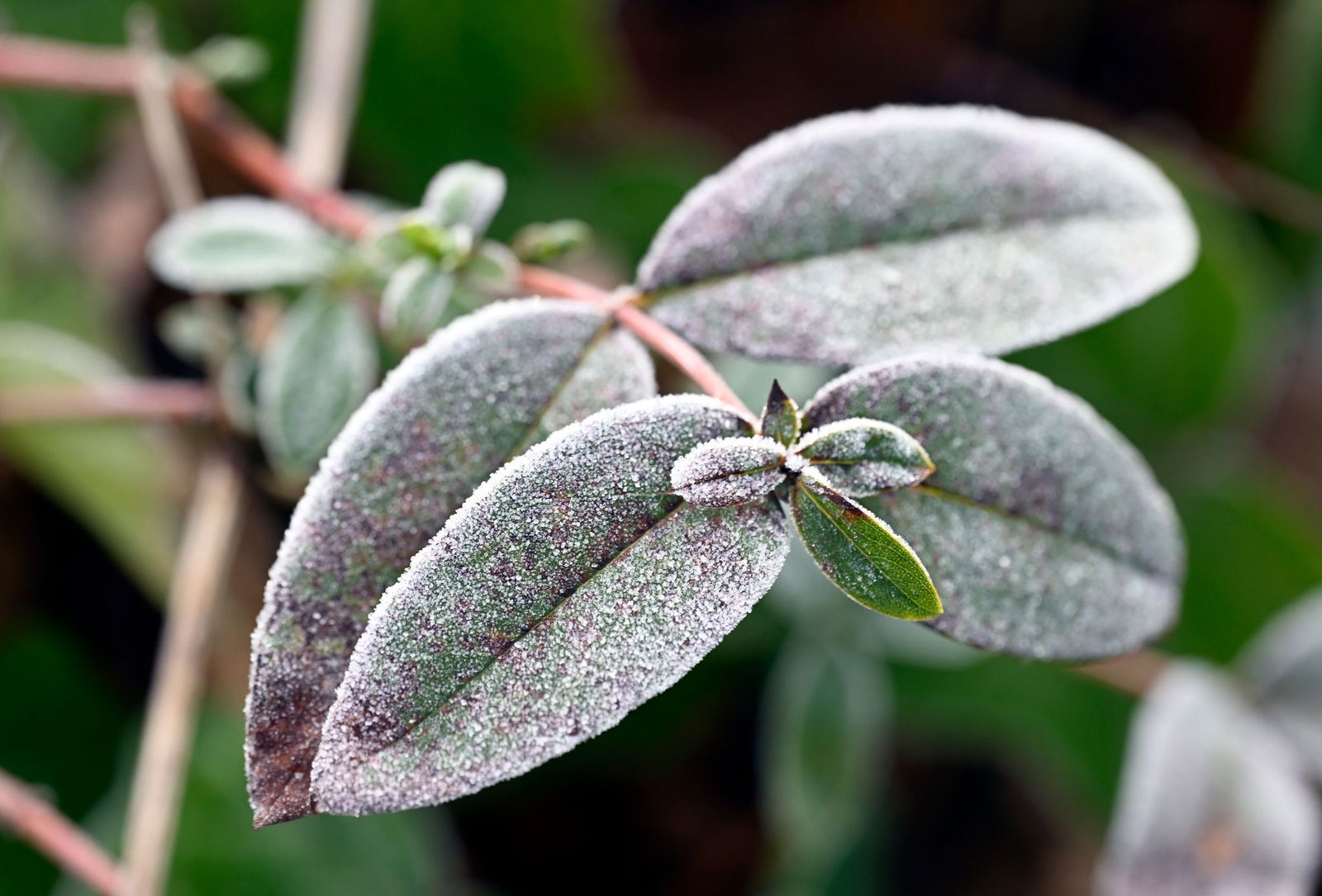 Wer aber auf Nummer sicher gehen will, der kann das eine oder andere unternehmen, um seine Pflanzen zu schützen.(Archiv)