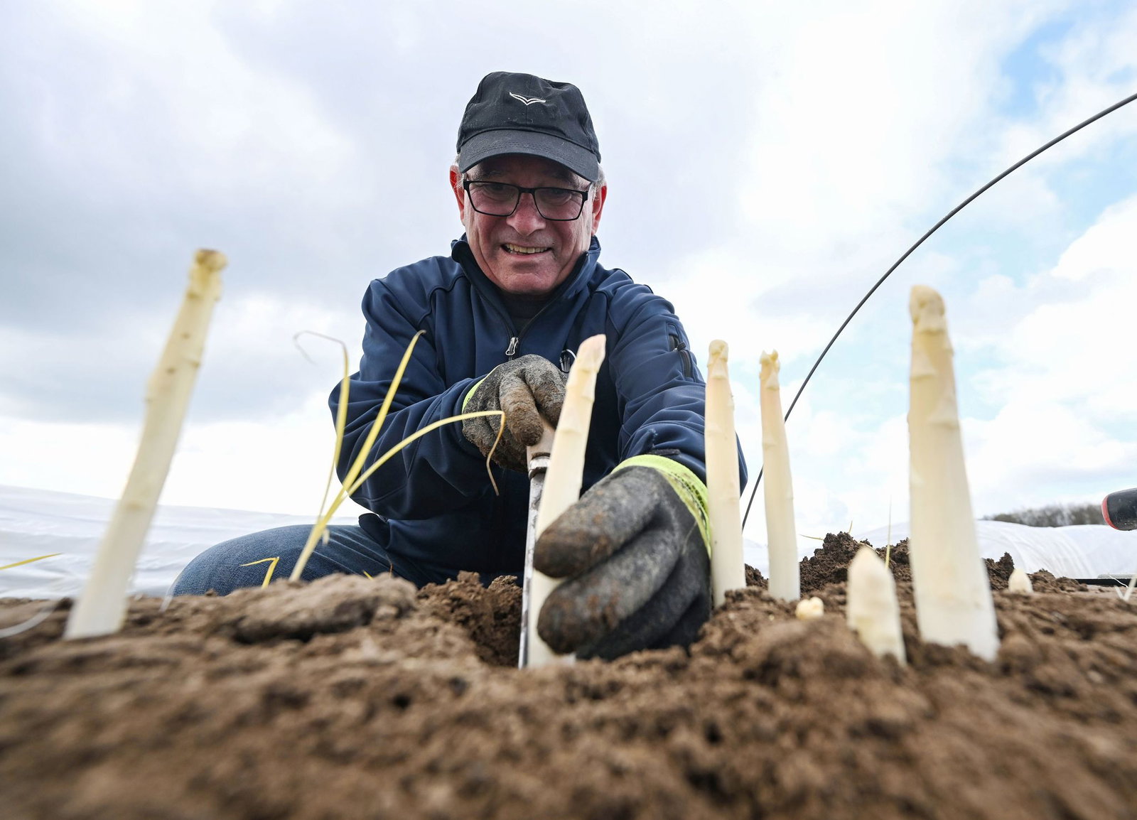 Spargelbauer Stefan Schneider sticht auf einem seiner Felder den ersten Spargel.