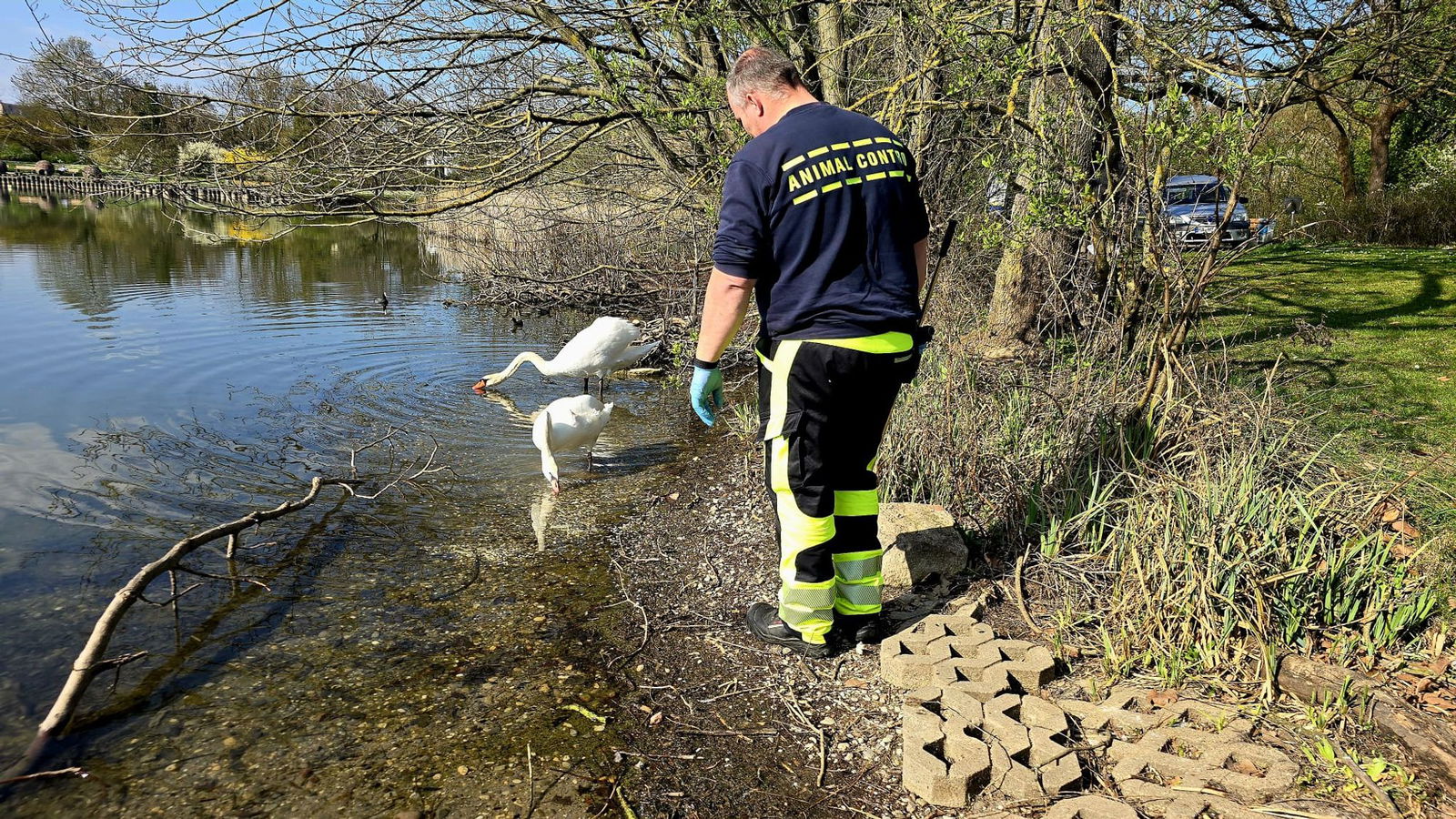 Ein Schwan in Mannheim hat wohl wegen falschen Futters einen verformten Flügel. 