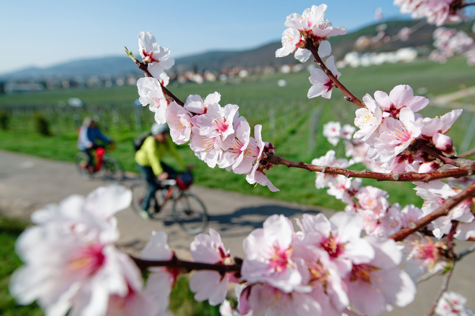 Der Frühling in Rheinland-Pfalz ist farbenfroh. (Symbolbild)
