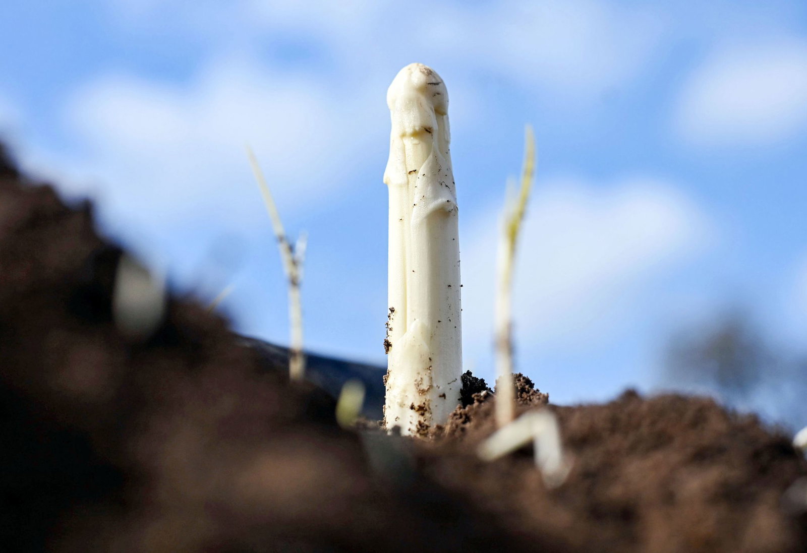 Die Spargelsaison hat begonnen - am Wochenende wurde in Teilen Badens der erste Spargel gestochen. (Archivbild)