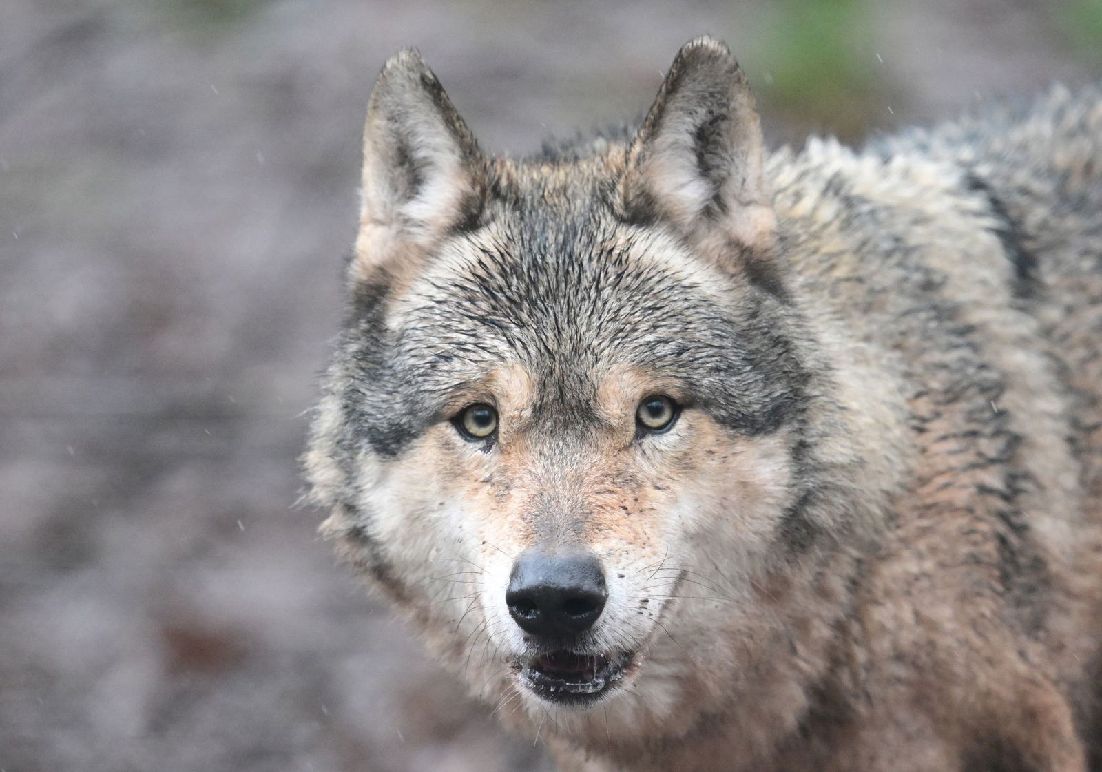 Es ist noch unklar, ob die Ausnahmegenehmigung zum Abschuss des Wolfs im Nordschwarzwald verlängert wird. (Symbolbild)