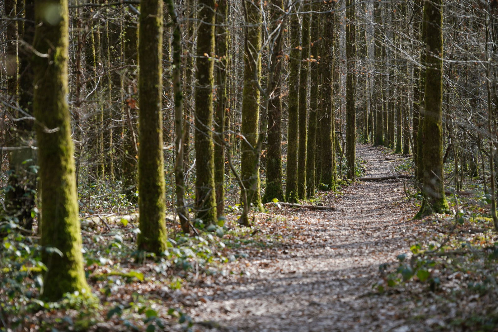 Der Saarkohlenwald darf sich nun «Waldgebiet des Jahres 2026» nennen. Ihn zeichnet ein hoher Anteil an Eichen und Buchen aus.