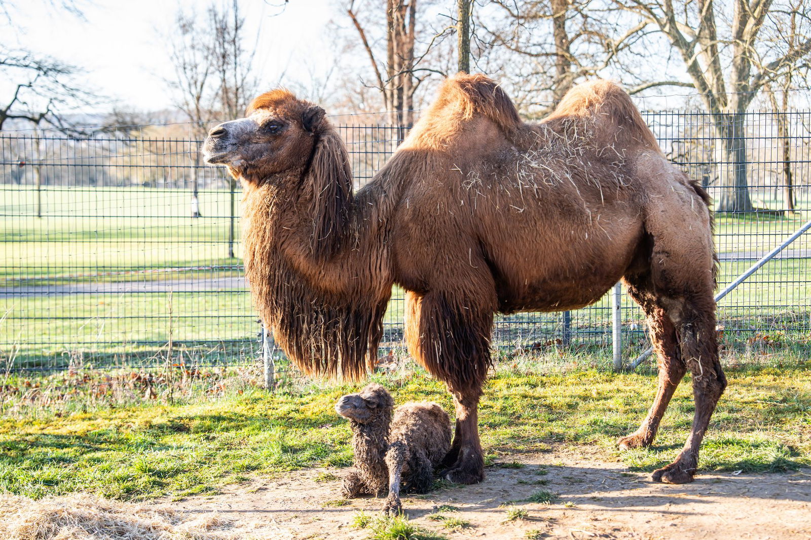 Das Kamelfohlen ist am 13. März zur Welt gekommen