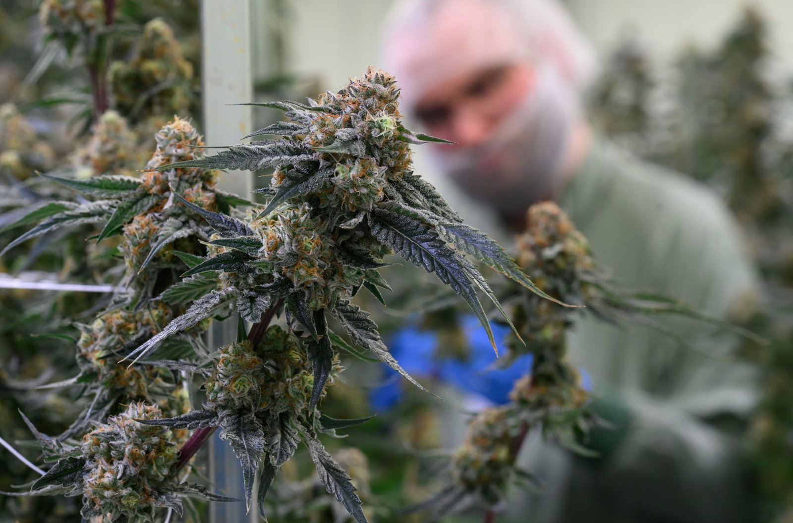 Seit 2017 kann medizinisches Cannabis in Deutschland legal verschrieben werden. (Symbolbild)