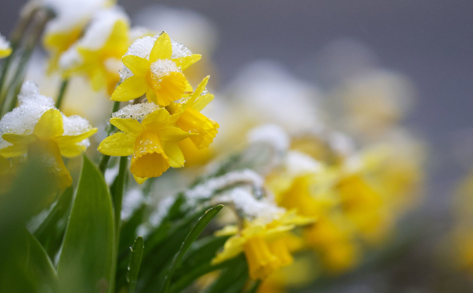 Es fällt weiter Neuschnee in Baden-Württemberg.