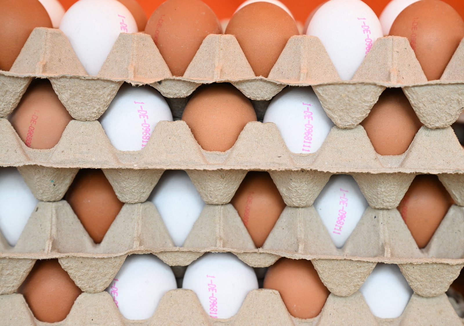 Der Eierbestand in Rheinland-Pfalz ist laut Harald Kopp von der Landwirtschaftskammer Rheinland-Pfalz vergleichsweise stabil. (Symbolbild)
