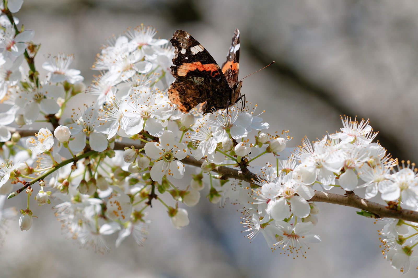 Am Mittwoch erwartet der DWD Temperaturen von bis zu 16 Grad in Baden-Württemberg. (Symbolbild)