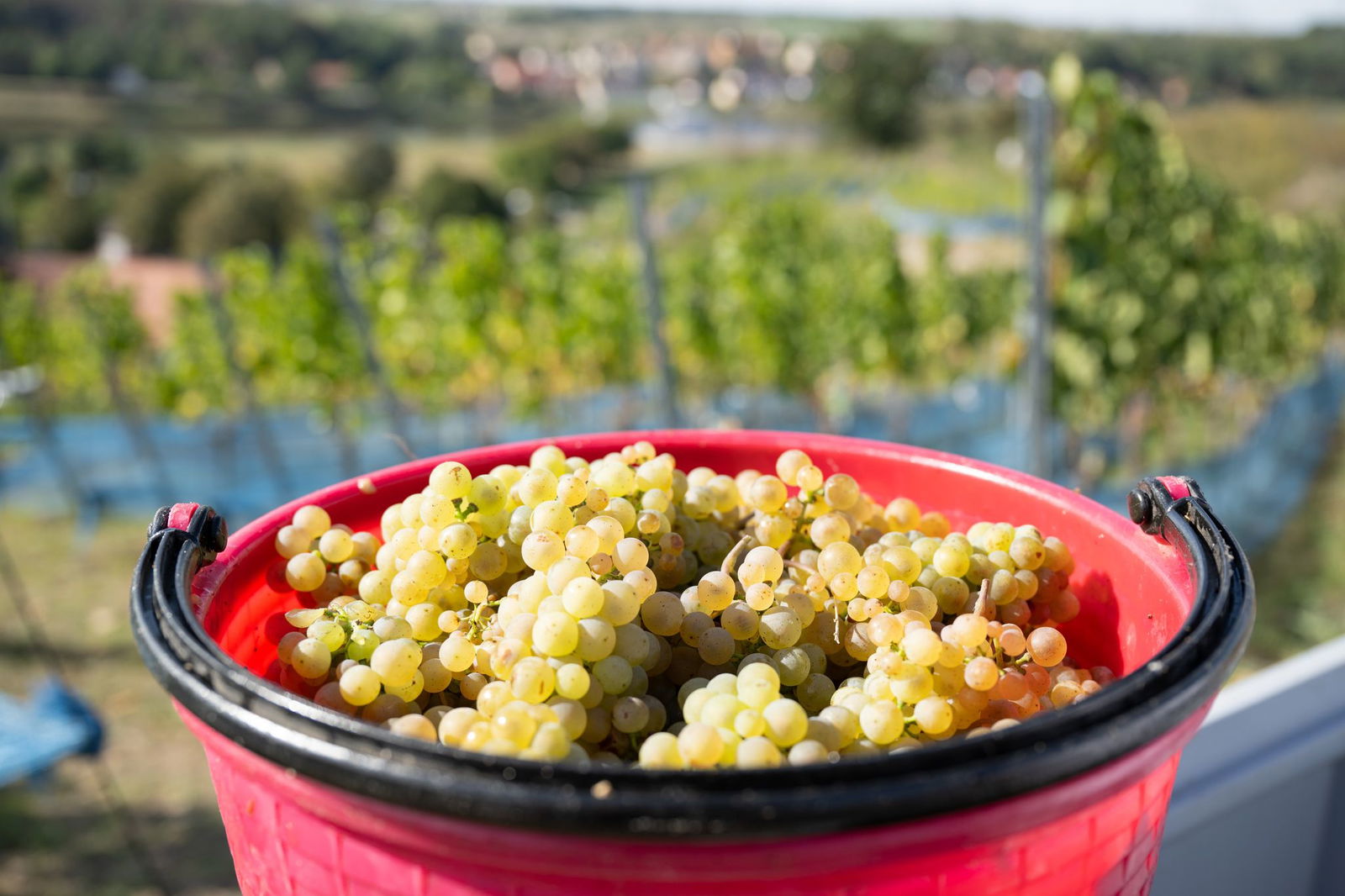 Rieslingtrauben bei der Weinlese 2025. (Archivbild)