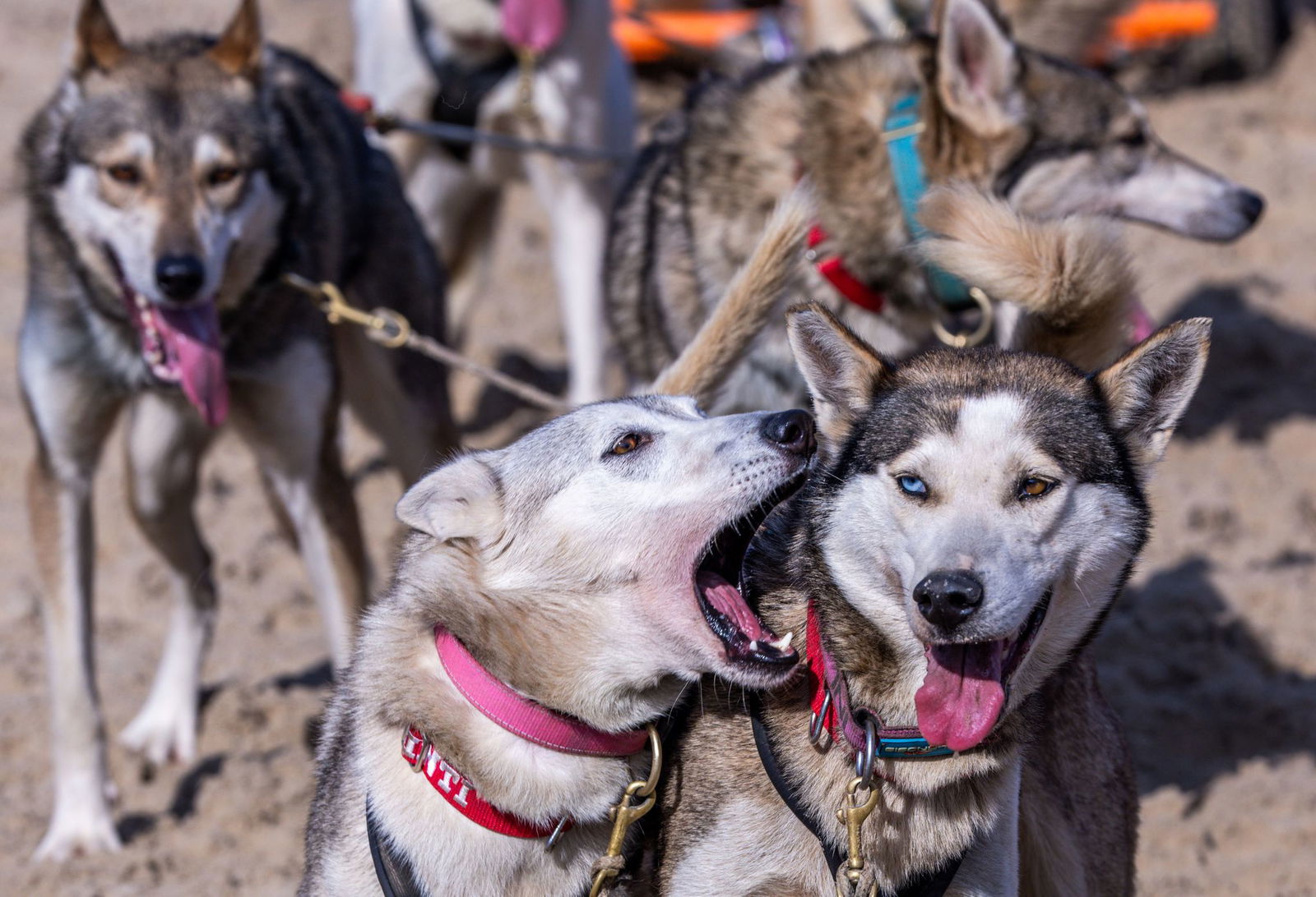 Mehr als 500 Huskys kamen in die Kaiserbäder.