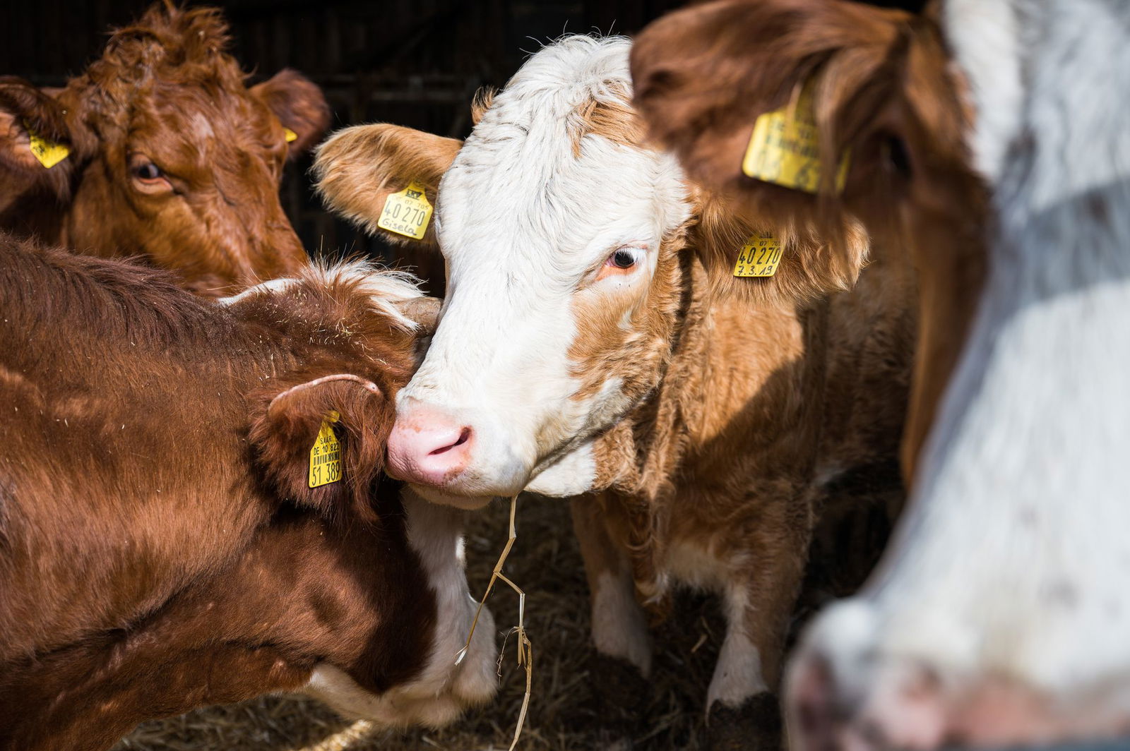 Blauzungenkrankheit bei Rindern - eine freiwillige Impfung dagegen wird vom Land Rheinland-Pfalz bezuschusst. (Symbolbild)