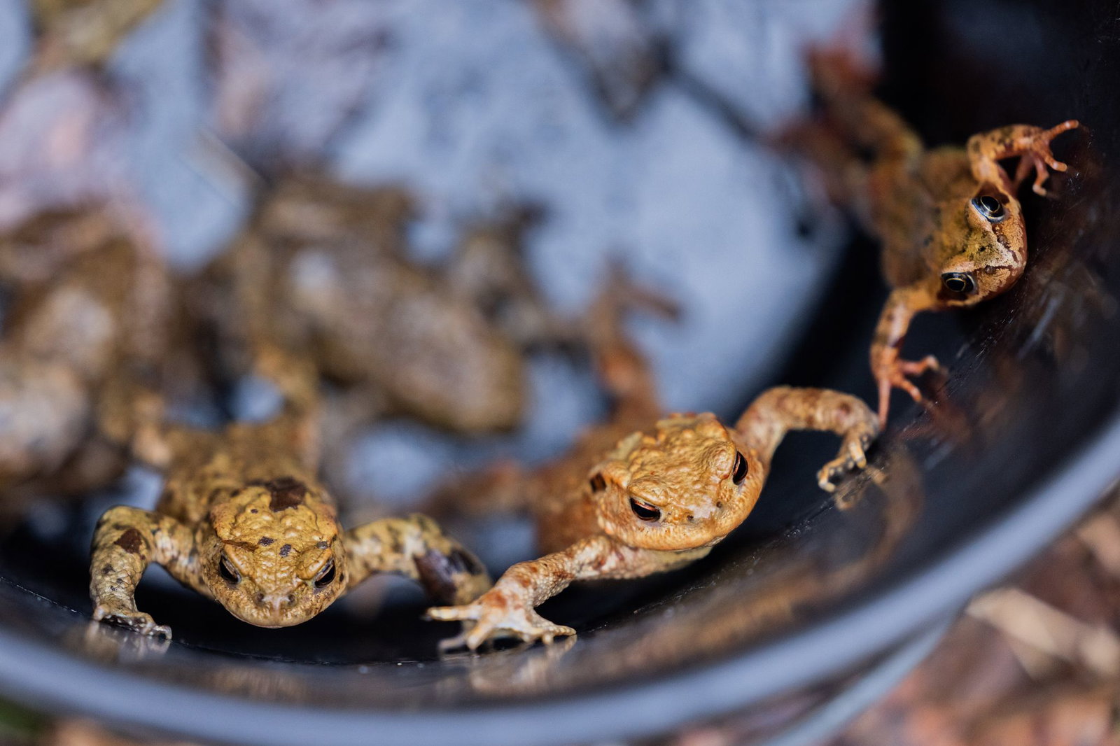 Nach ersten Zählungen sind bislang rund 20 000 Amphibien «gewandert" - sie landeten also bei den Krötenhelfern im Eimer oder in den Tunneln.(Archiv)