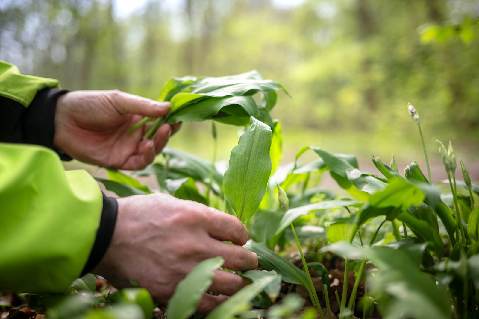 Arbeiter ernten Bärlauch in Öhringen - aber vom falschen Grundstück. (Symbolbild)