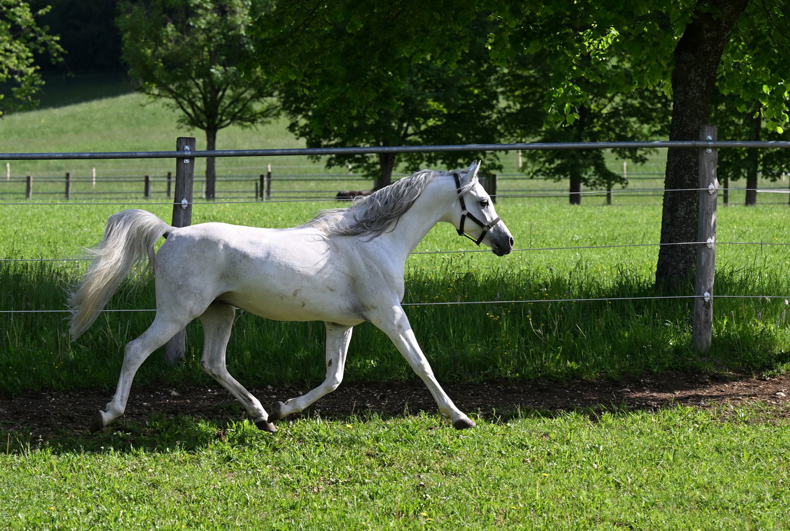 Die Besitzerin wollte das Pferd von der Koppel nahe der Autobahn holen, als es sich losriss. (Symbolbild)