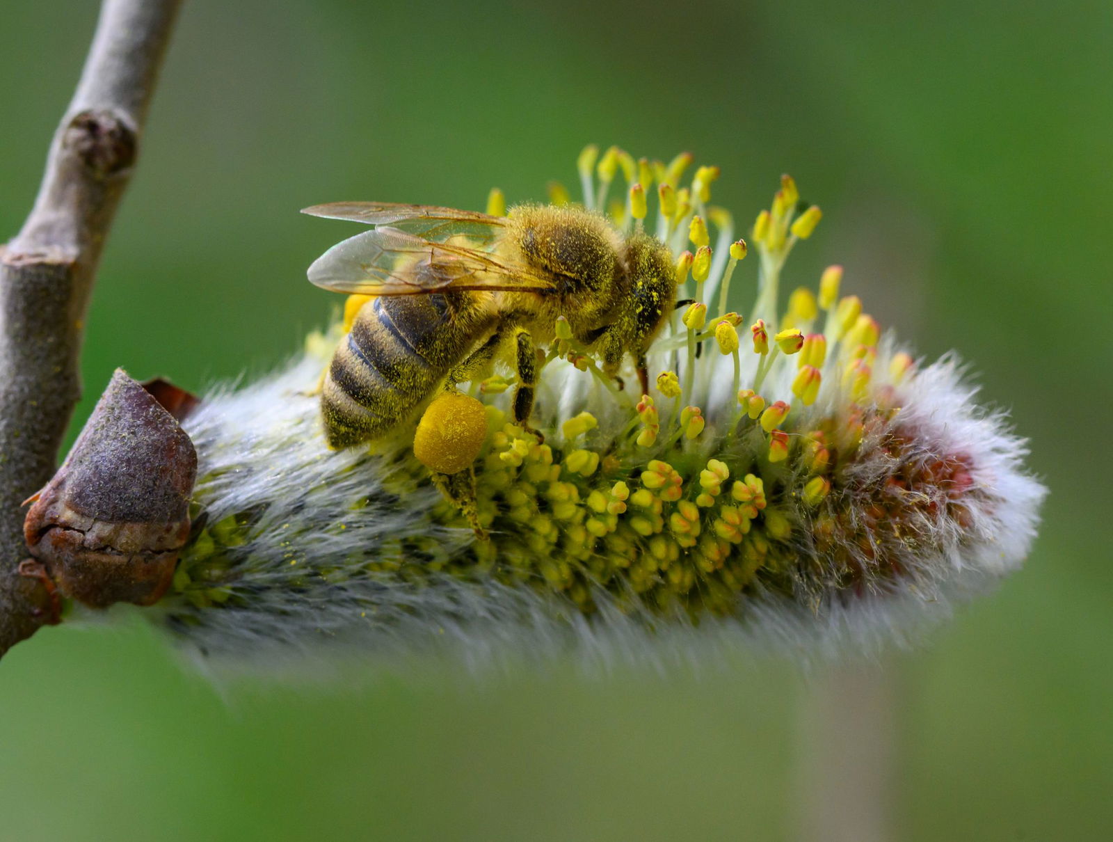 Man muss nicht verzichten. Wer Weidenkätzchen für Ostern möchte, kann sie beim Blumenhändler oder im Supermarkt kaufen.(Archiv) 
