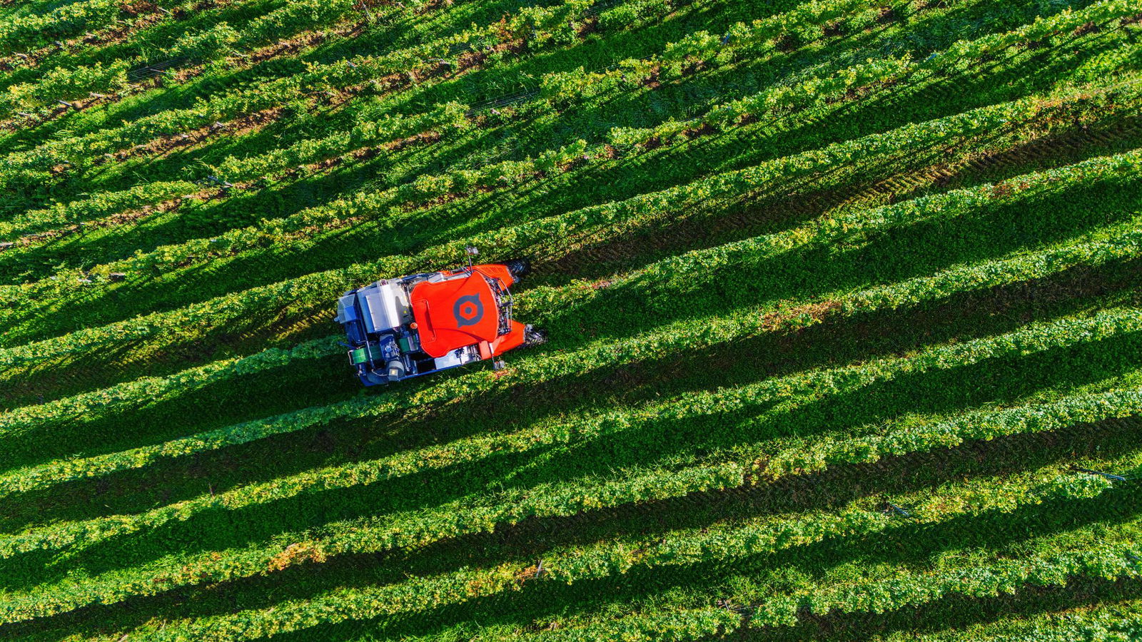 Die Anbaufläche für Wein nimmt ab. (Archivbild)