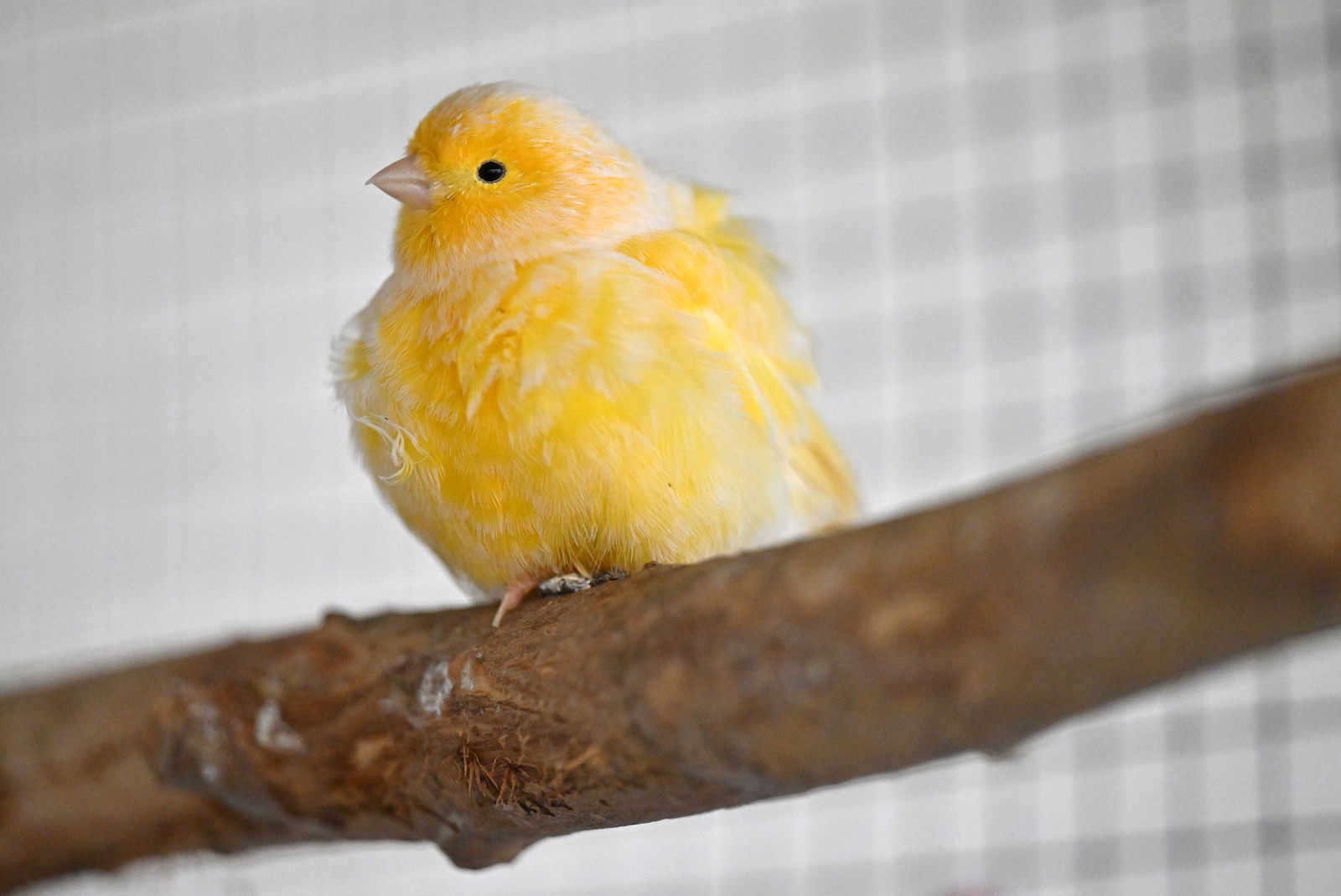 Ein Kanarienvogel sorgte für einen ungewöhnlichen Anblick auf einem Parkplatz an der A81. (Symbolbild)
