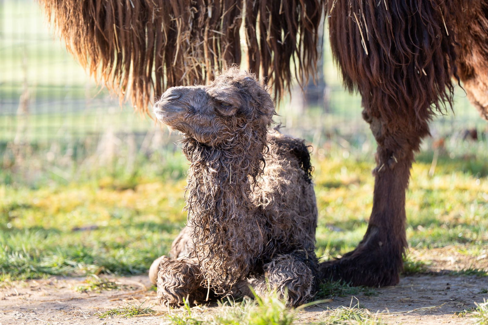Das Trampeltier-Fohlen wenige Stunden nach seiner Geburt