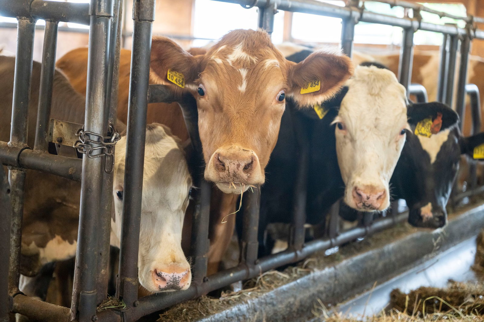 Der Bulle soll mit einem Gewicht von etwa einer Tonne gegen den Landwirt gedrückt haben. (Symbolbild)