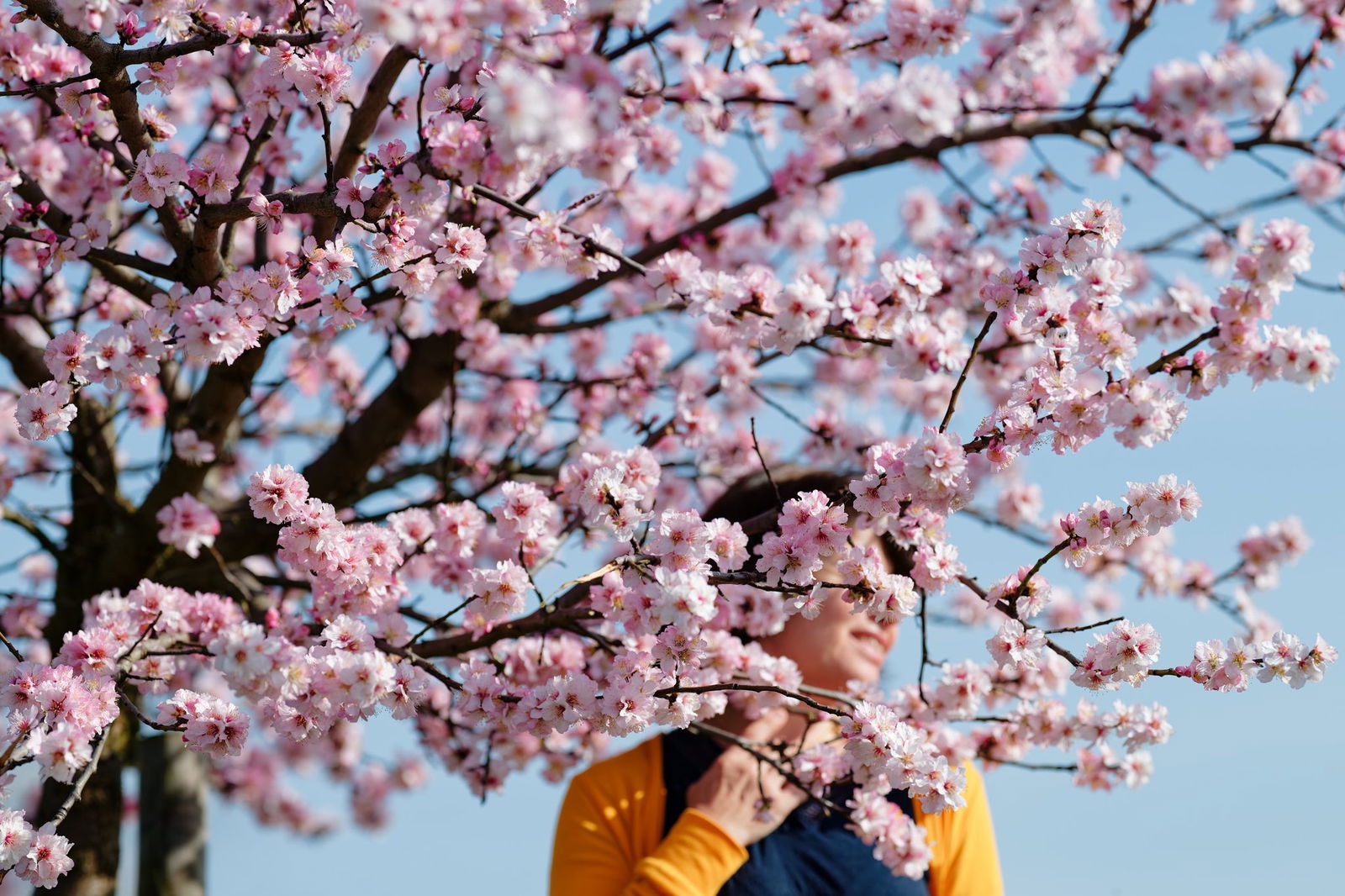 Einen festen Termin für das Fest gibt es nicht - das Datum orientiert sich an der Mandelblüte in dem Ort. (Archivbild)