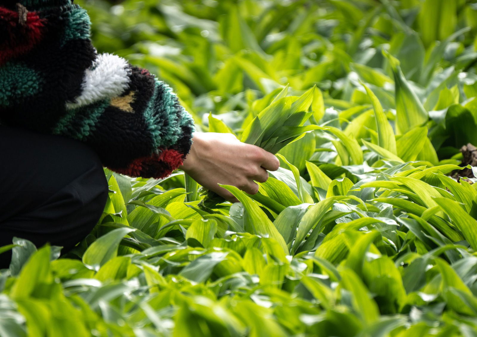 Die Bärlauch-Blätter können leicht mit giftigen Doppelgängern verwechselt werden. (Archivbild)