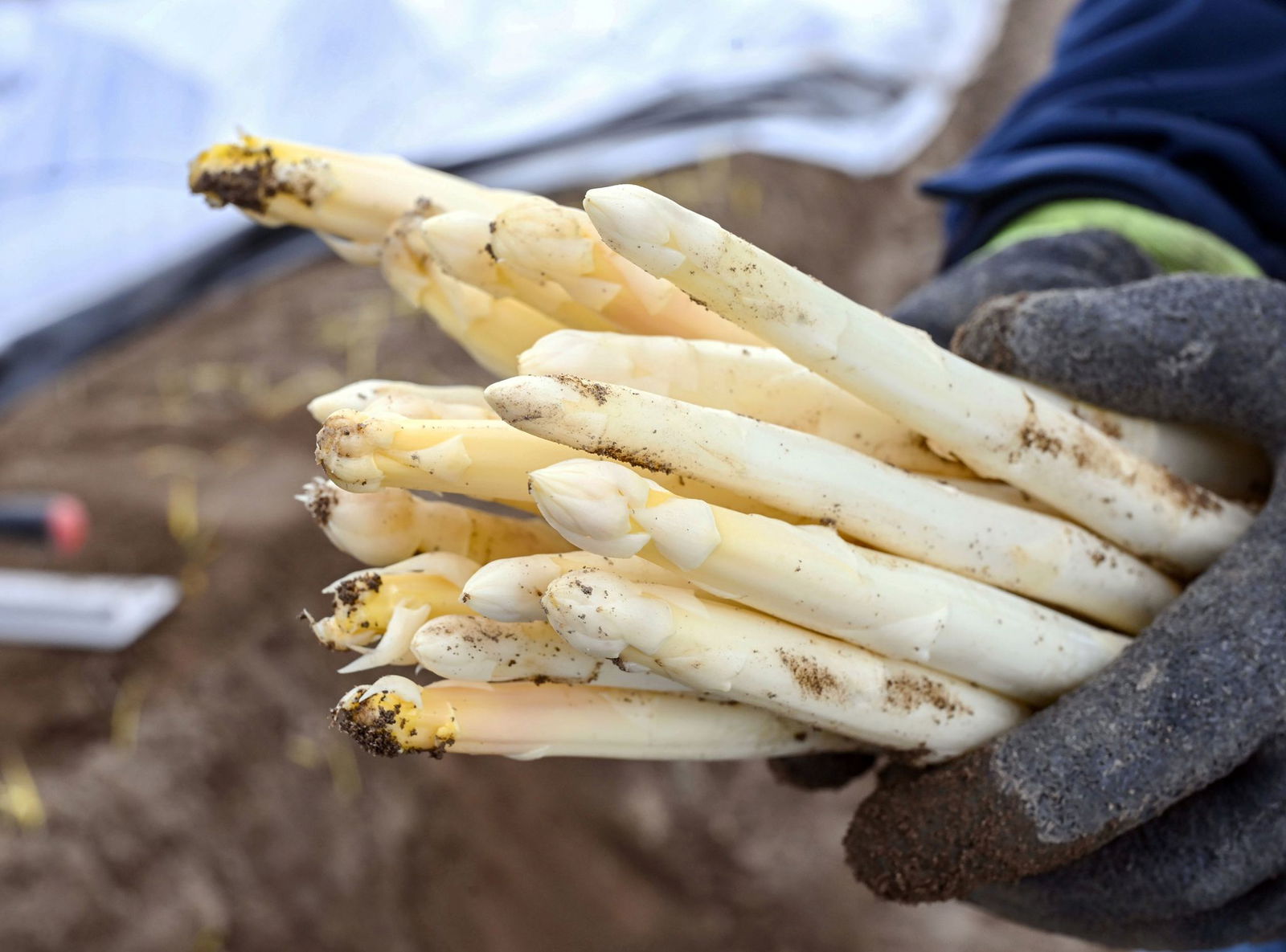 Die Spargel-Importe sind 2025 gesunken. (Archivbild)