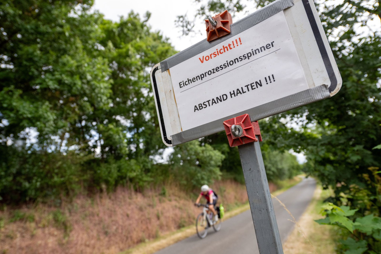 Wer den Raupen zu nahe kommt, riskiert allergische Reaktionen. (Archivbild)