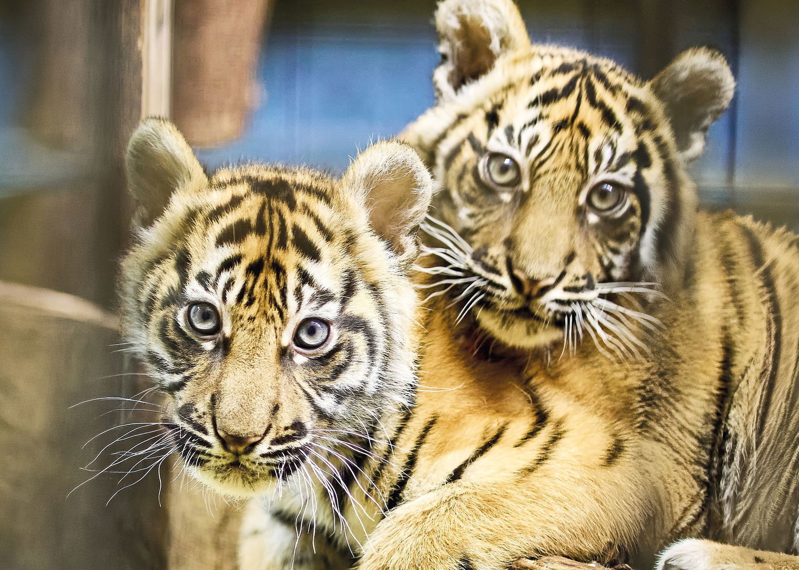 Mehr als 2.500 Vorschläge erreichten den Zoo Anfang Februar, anschließend konnte online für die Favoriten abgestimmt werden.(Handout)