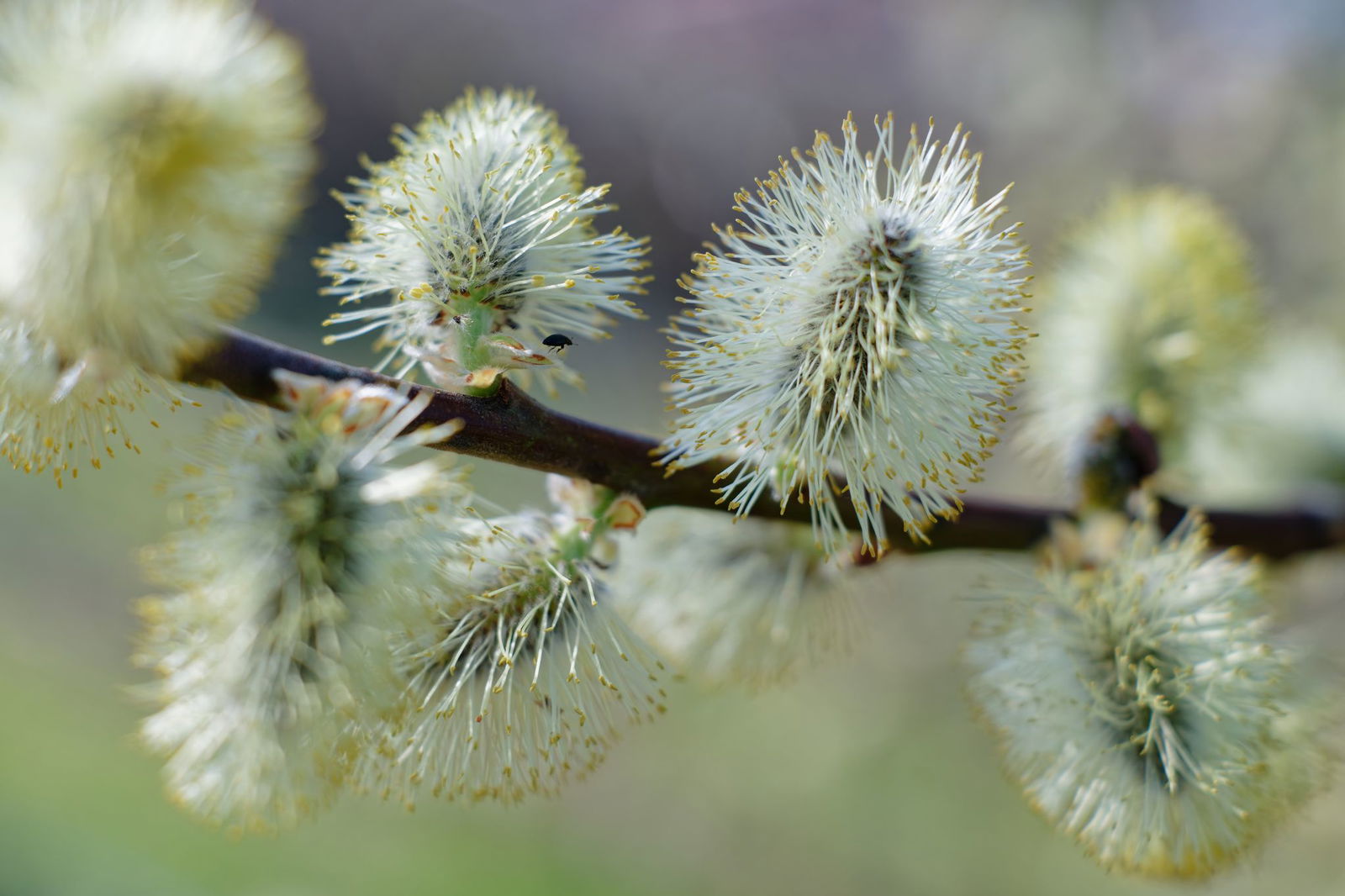 Wer jetzt Zweige abschneidet, nimmt hungrigen Tieren buchstäblich das Futter weg.(Archiv)