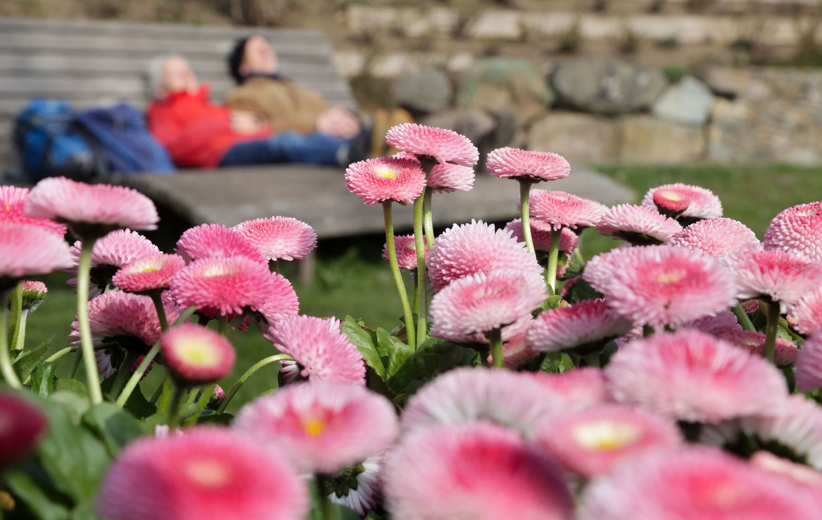 Der Wochenstart wird frühlingshaft in Baden-Württemberg. 