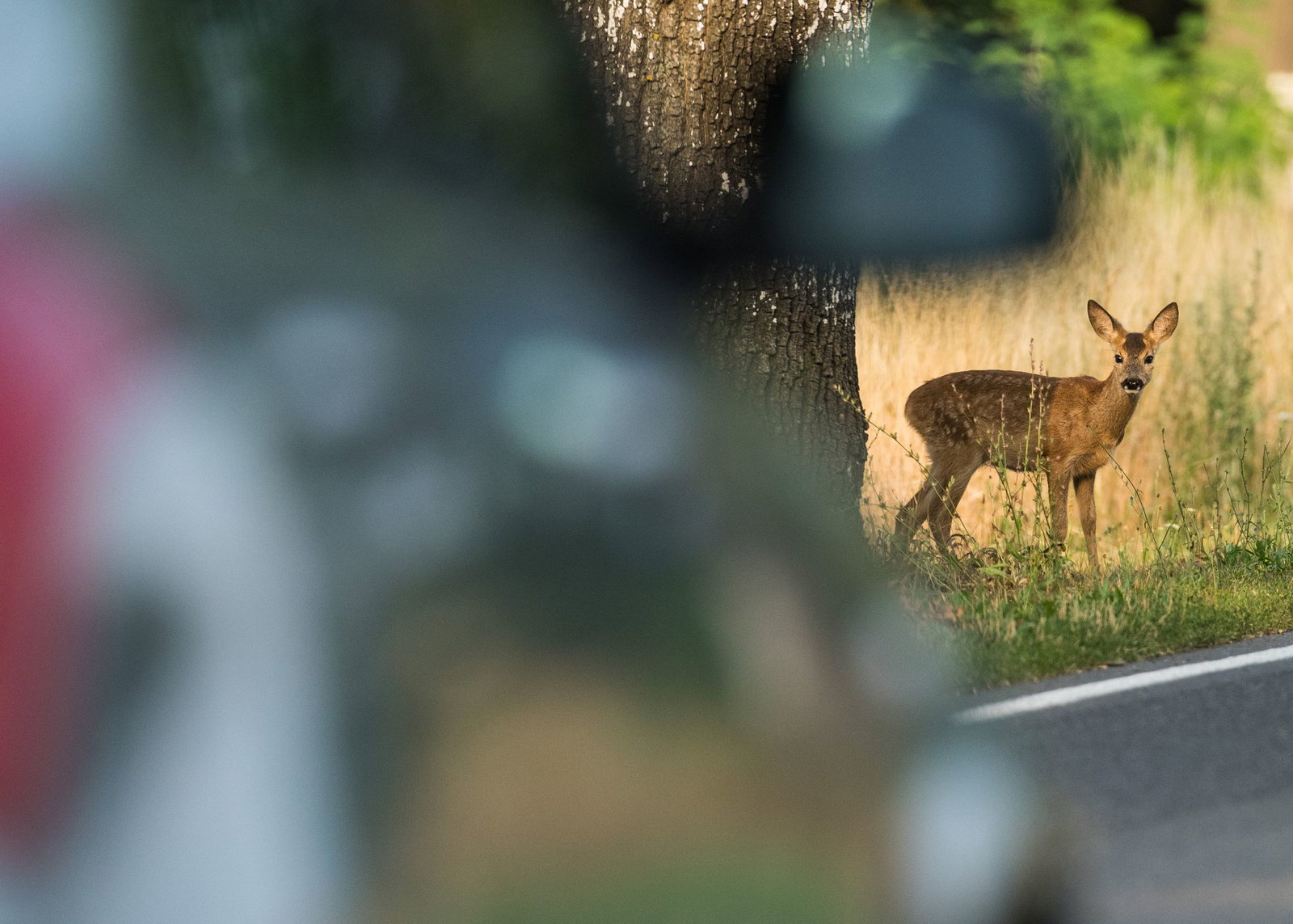 Große Vorsicht vor Wildtieren ist auf Straßen in der Nähe von Waldgebieten und Feldern geboten. (Symbolbild)
