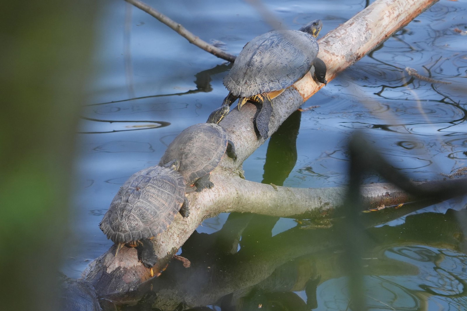Die Schildkröten sonnen sich bei wärmeren Frühlingstemperaturen. (Archivbild)