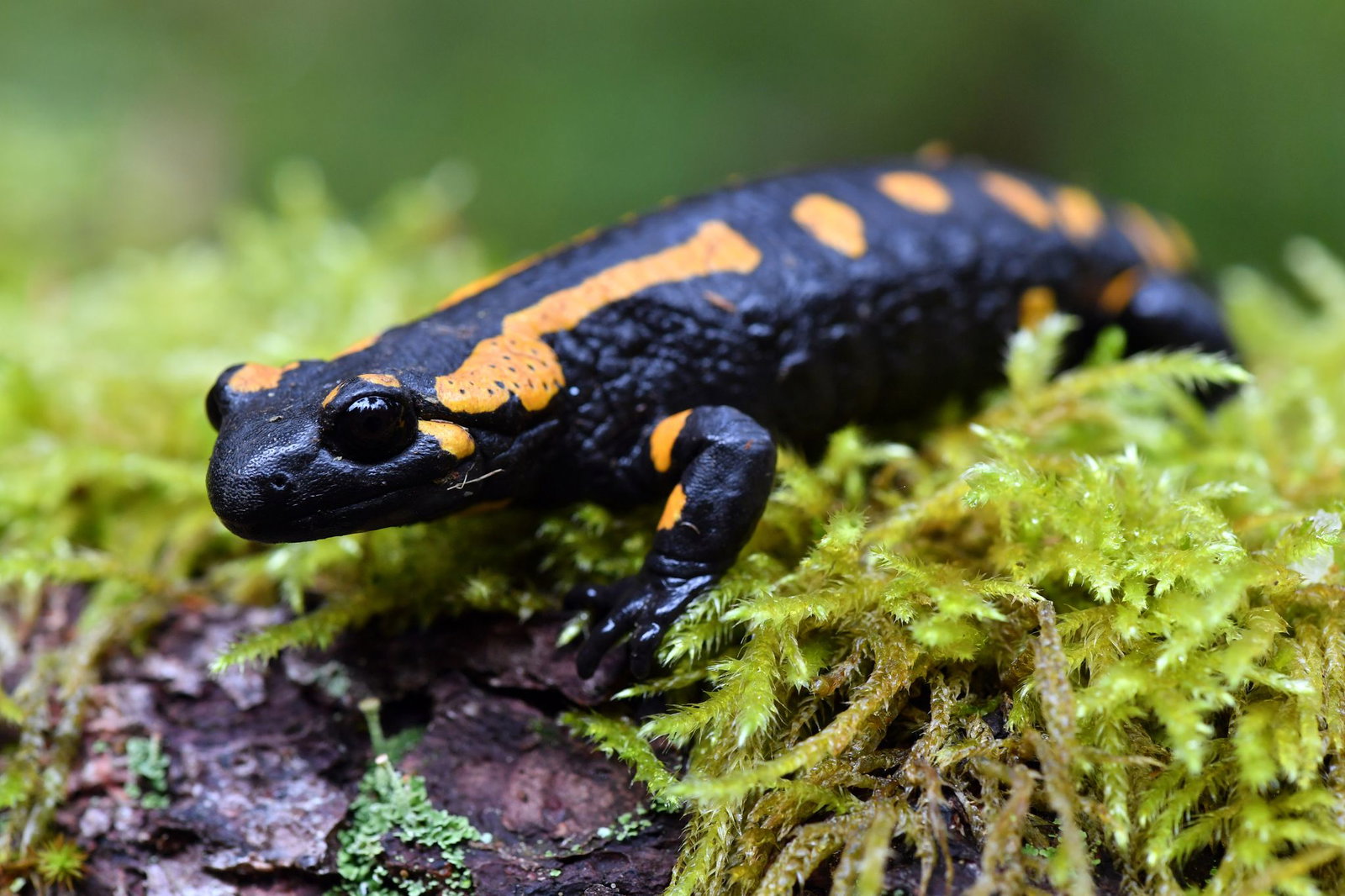 Gemäß Bundesartenschutzverordnung und Bundesnaturschutzgesetz gilt der Feuersalamander in Deutschland als «Besonders geschützt». (Symbolbild)