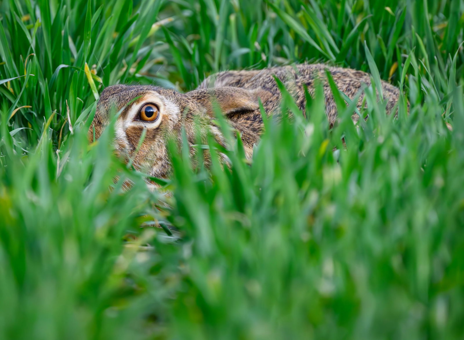 Der Lebensraum der Feldhasen wird kleiner. (Archivbild)