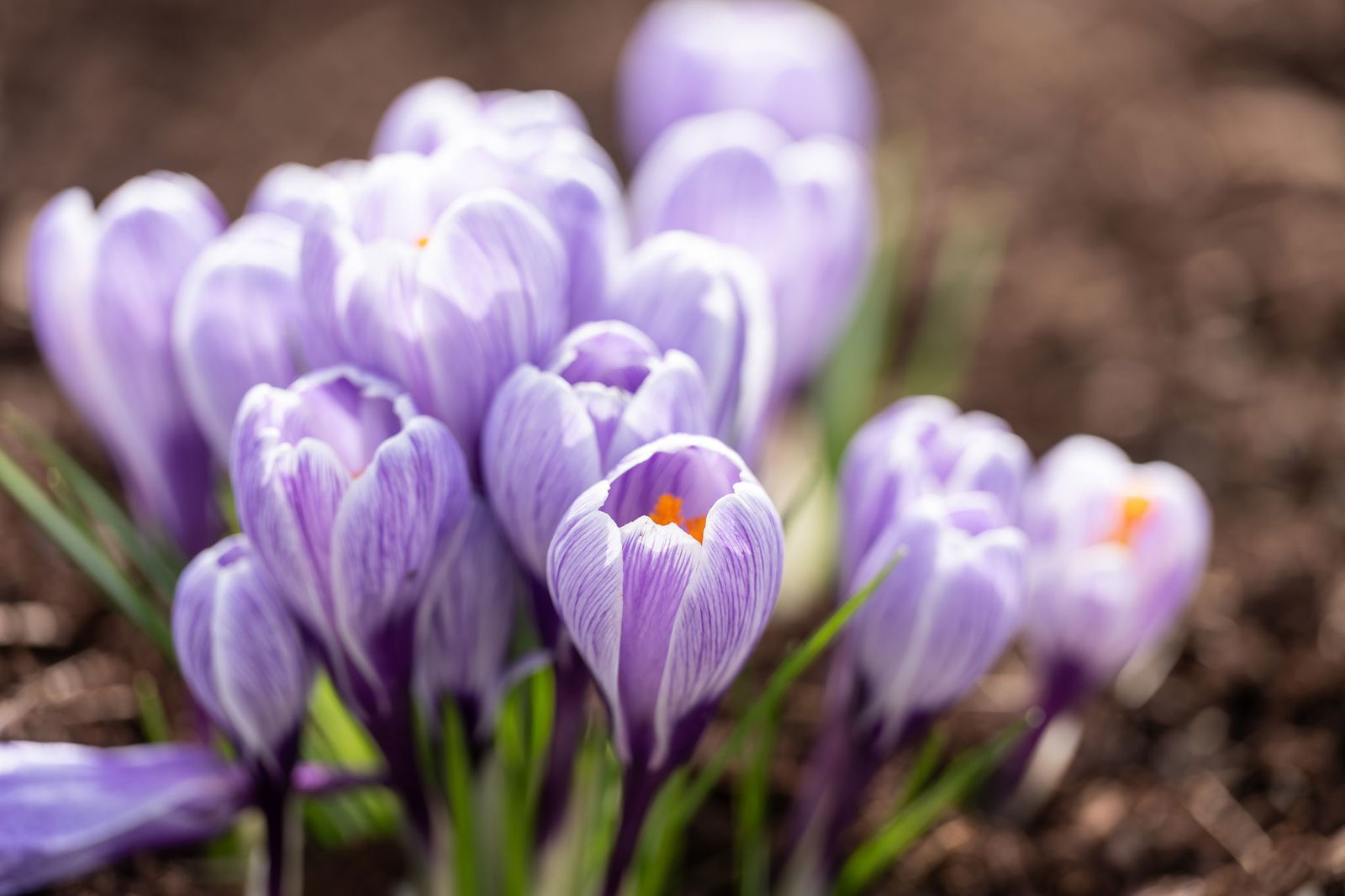 Der Frühling kommt. (Archivbild)