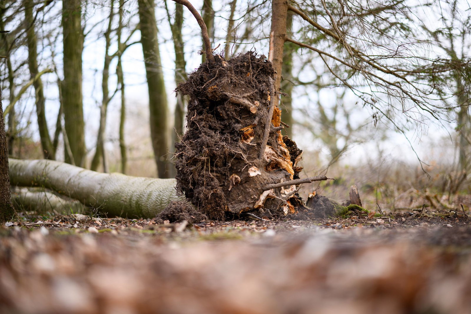 Das tödliche Unglück in Schleswig-Holstein bewegt Waldbesucher (Archivbild)