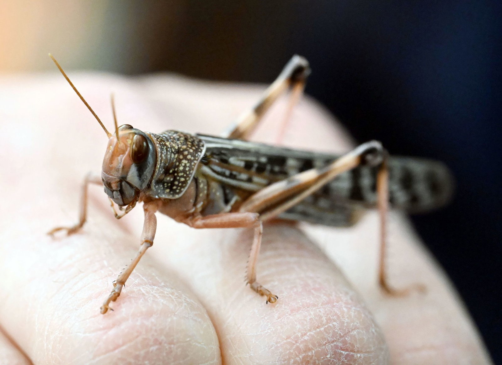 Wanderheuschrecken dienen hierzulande häufig als Futtertiere. 