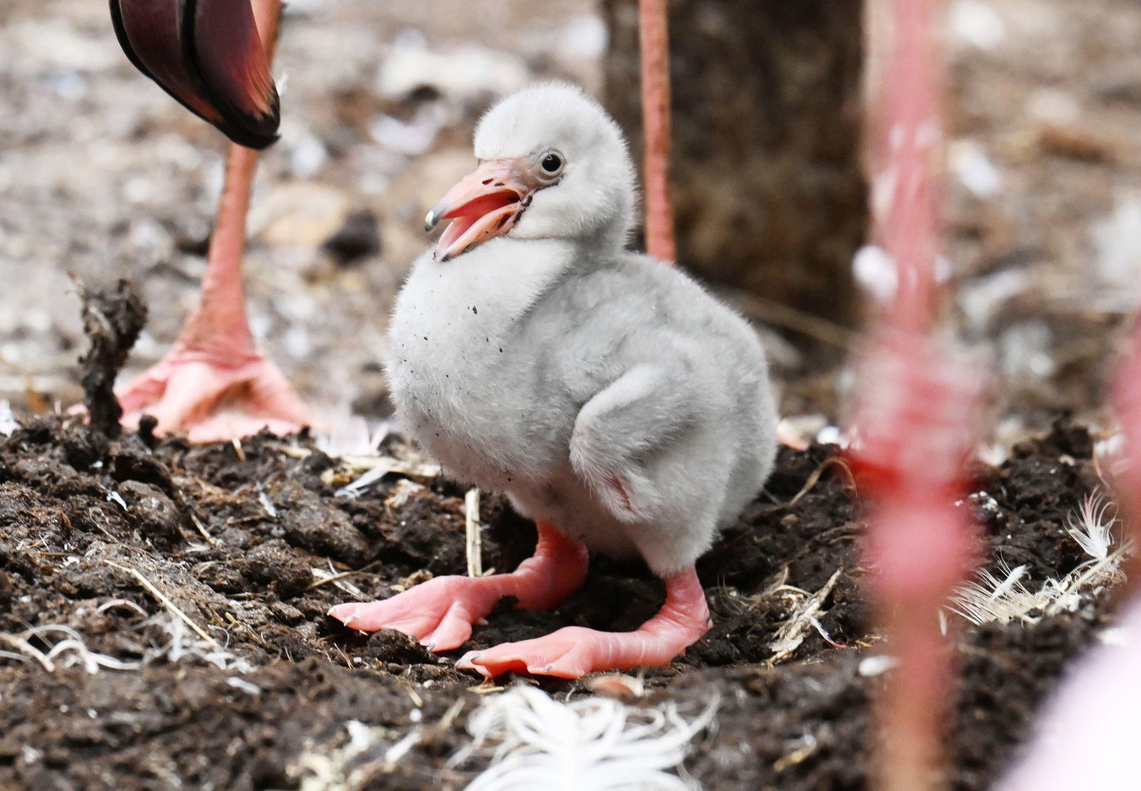 Das Zwergflamingoküken ist am Montag geschlüpft.