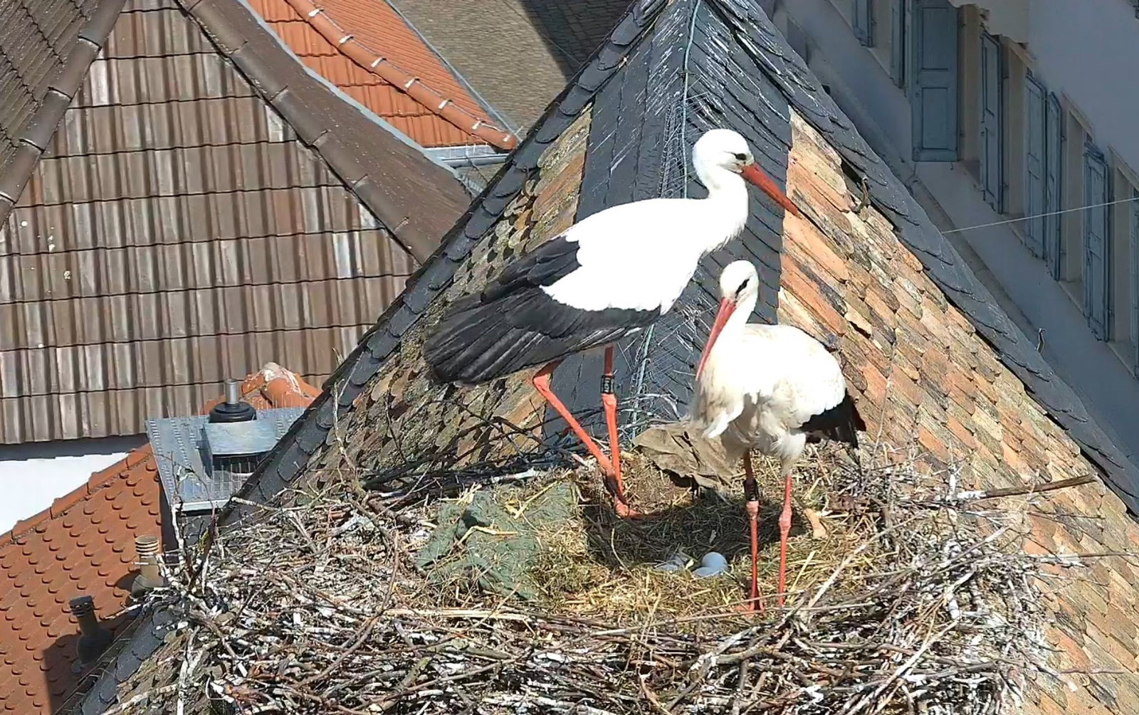 Eine Kamera auf dem Dach der protestantischen Kirche in Freinsheim nimmt das Geschehen im Nest eines Storchenpaares auf.