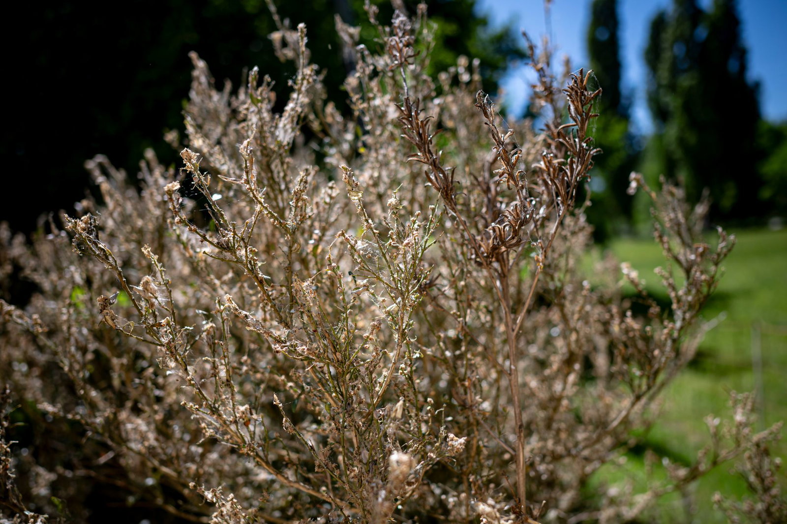 Historische Parkanlagen leiden unter dem Schädling Buchsbaumzünsler. (Archivbild)