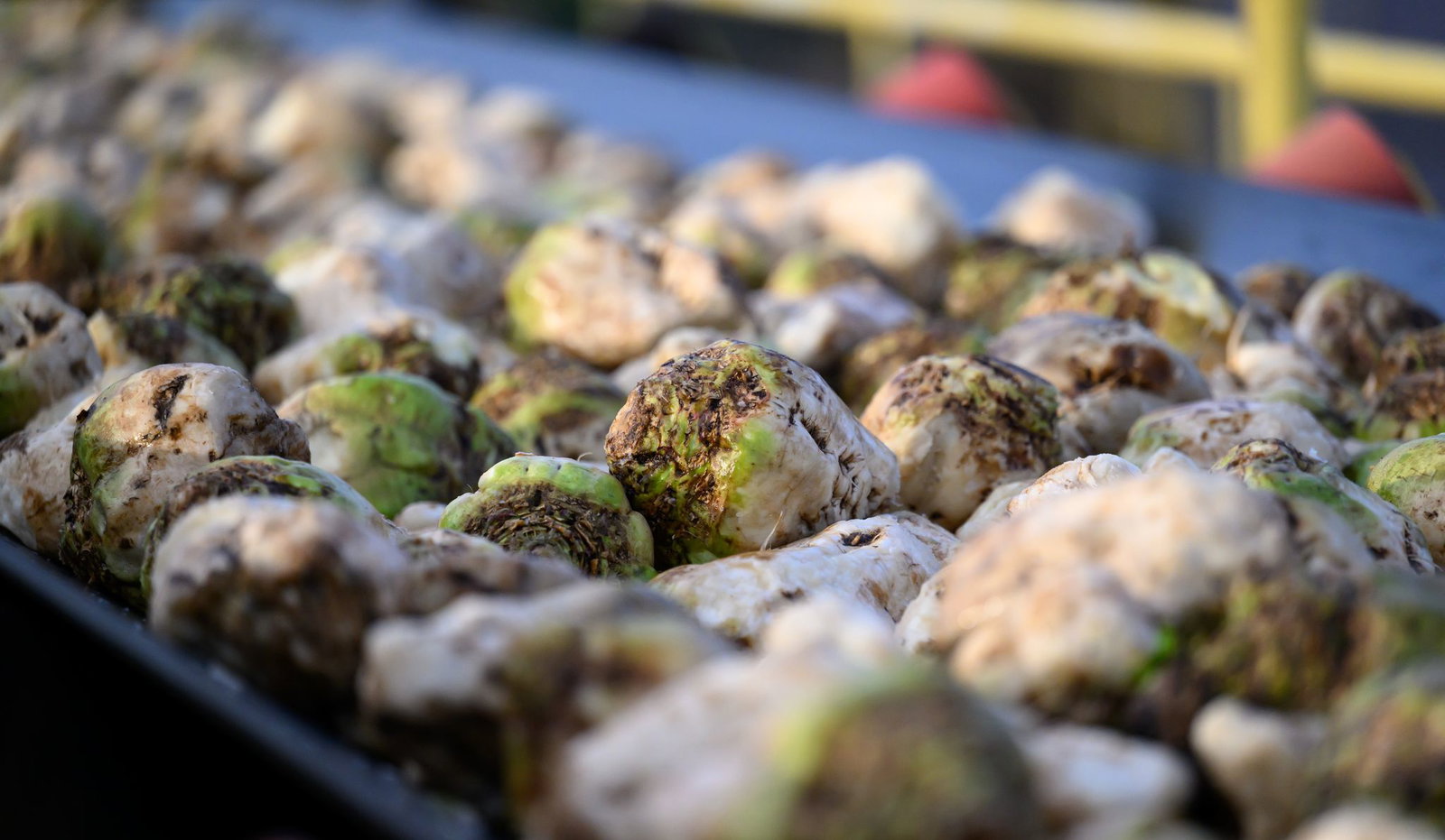 Südzucker verarbeitet Zuckerrüben. (Archivbild)