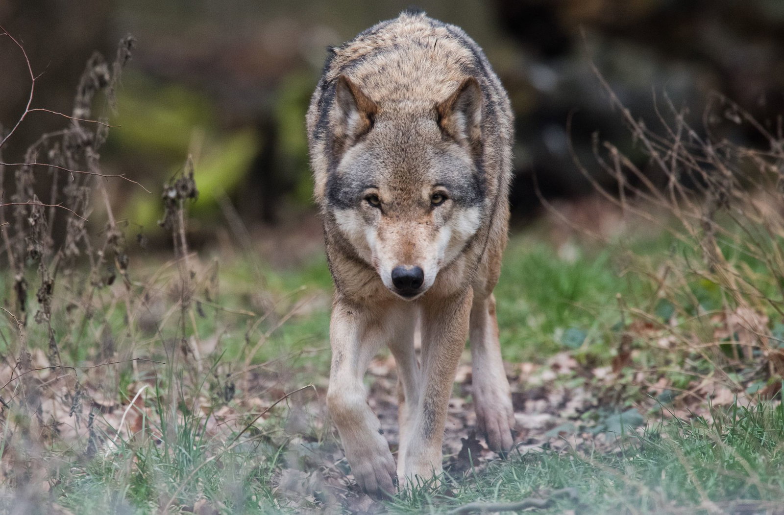 Im Südwesten hat sich ein fünfter Wolf niedergelassen - eine Wölfin (Archivbild)