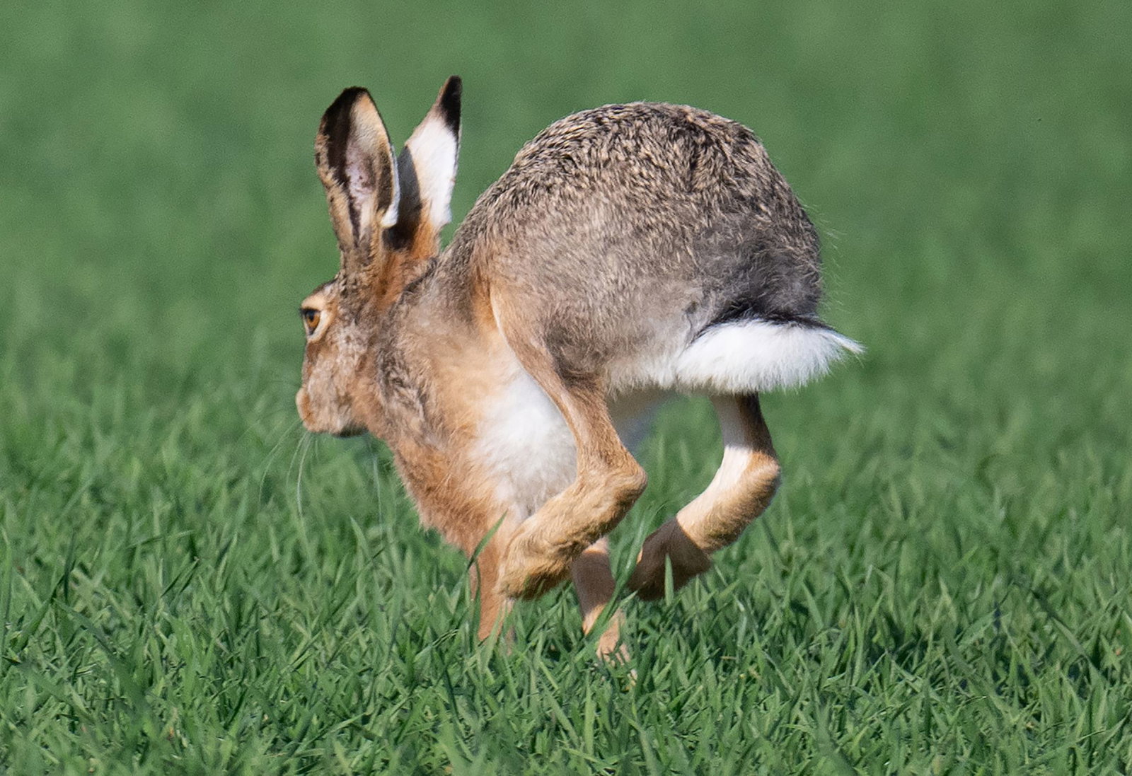 Eine Krankheit namens Myxomatose breitet sich unter Feldhasen aus, im Saarland gab es bislang noch keinen Fall. (Archivbild)