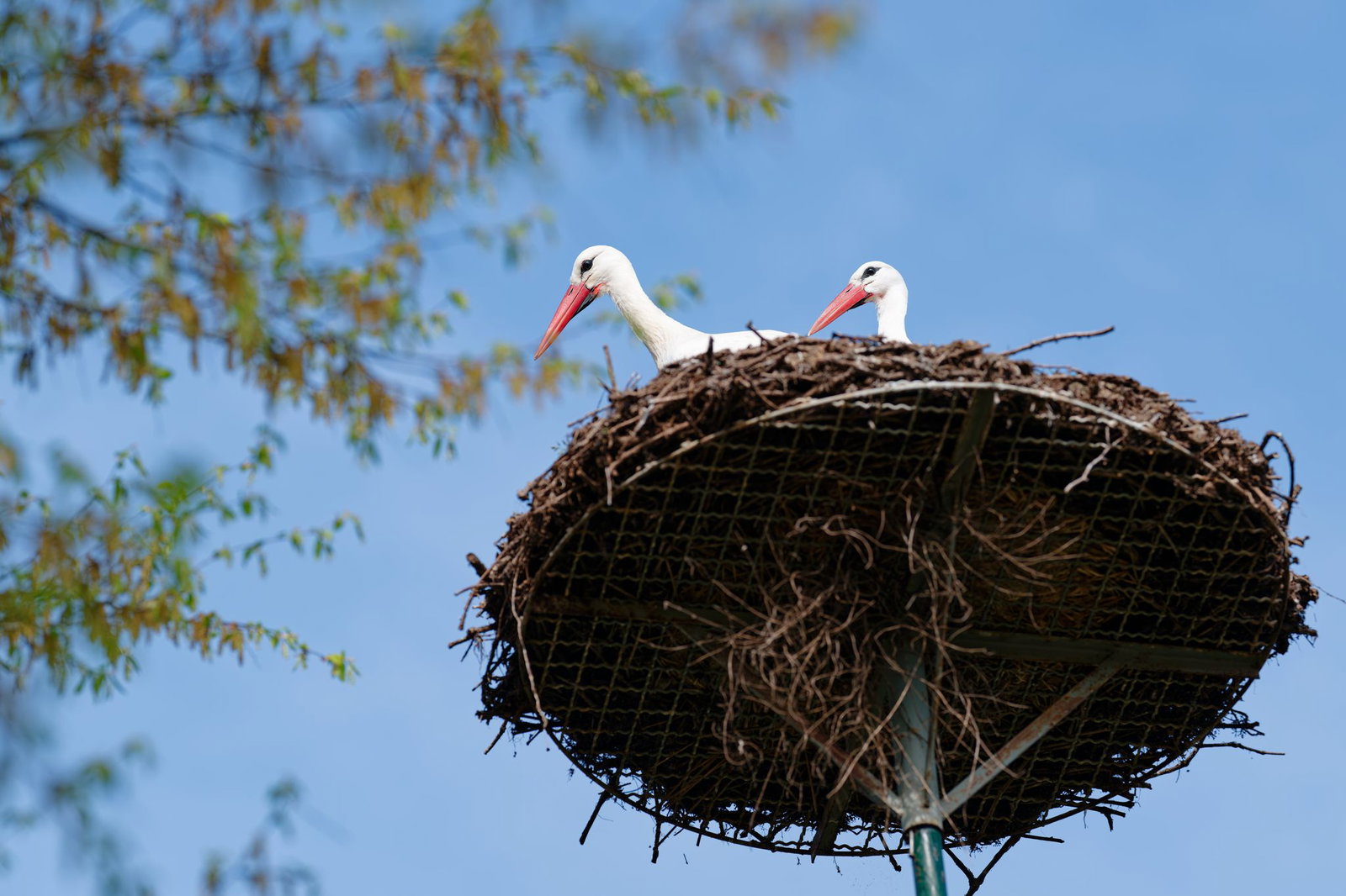Viel Sonne und blauer Himmel sind auch für heute vorhergesagt. (Archivbild)