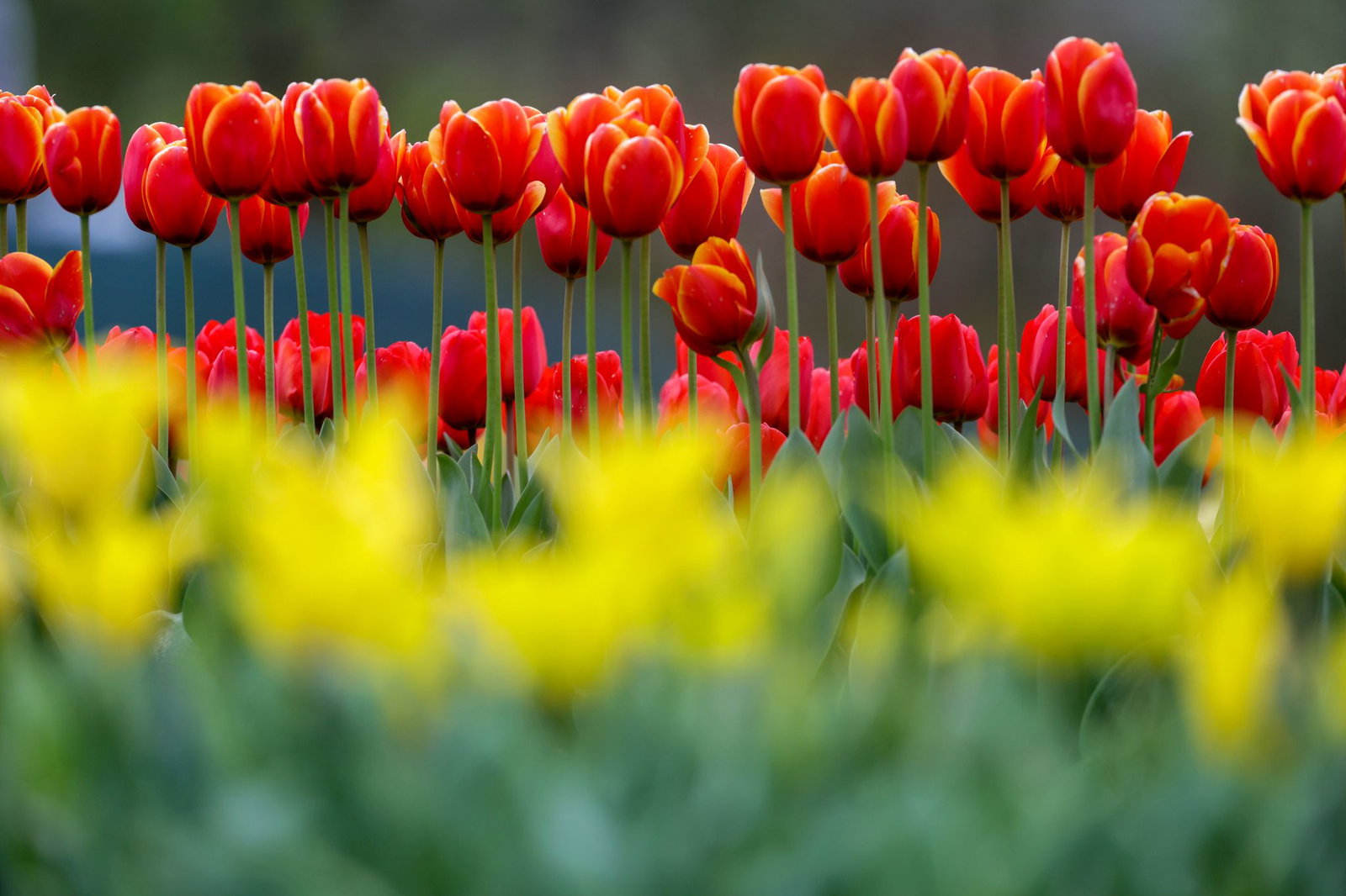 Im Südwesten breitet sich der Frühling aus. (Archivbild)