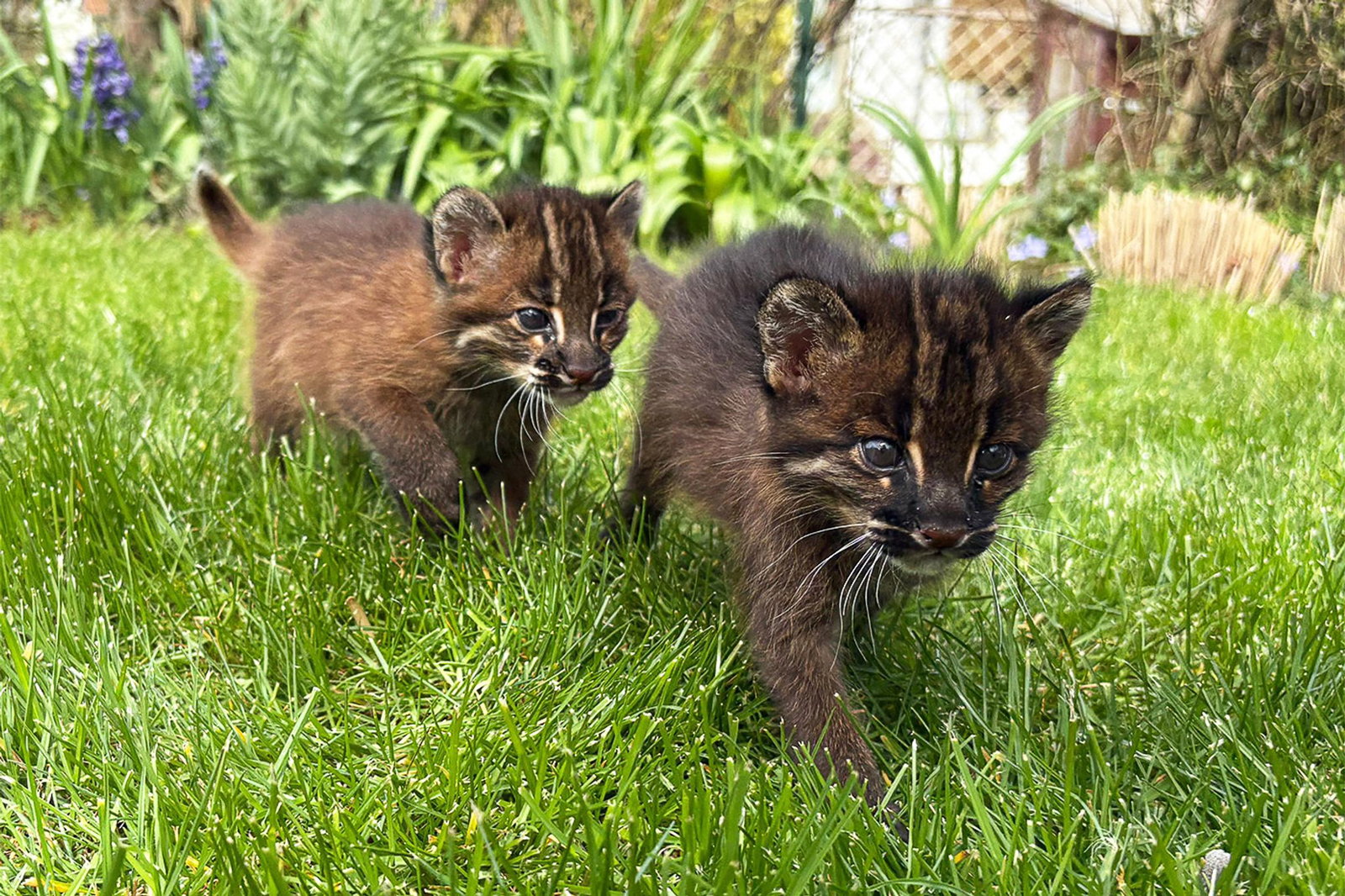 Asiatische Goldkatzen sind in europäischen Zoos seltener als Pandas. (Handout)